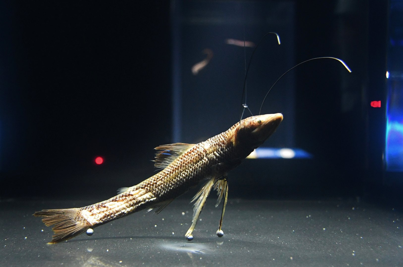 Singapore Oceanarium - Tripod Fish specimen