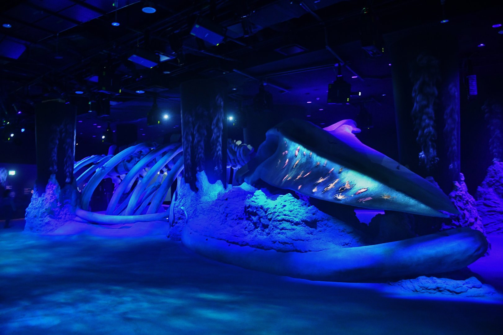 Singapore Oceanarium - Whale Fall and Seamount zone
