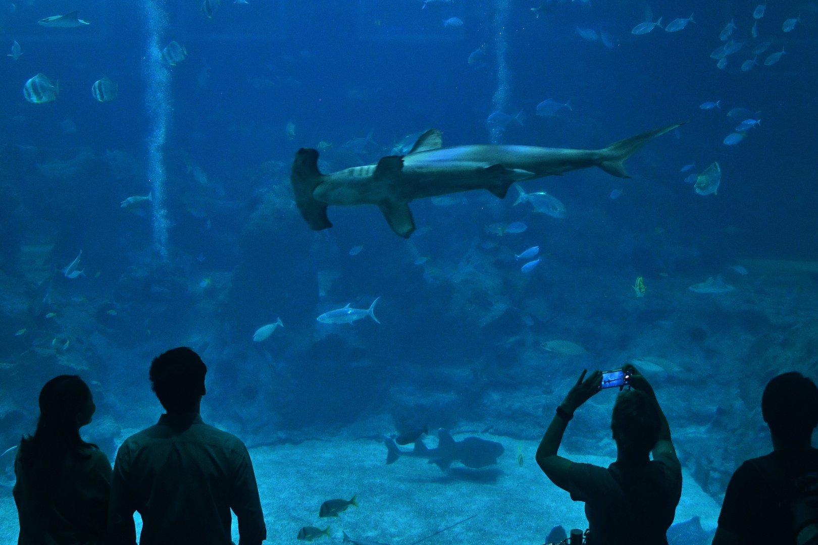 Singapore Oceanrium - Scalloped Hammerhead (Sphyrna lewini)