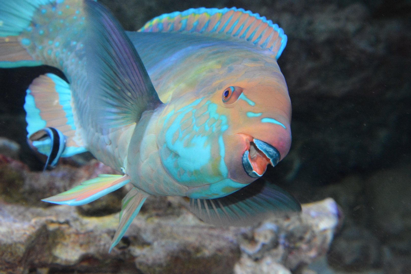 Singapore parrotfish (Scarus prasiognathos)