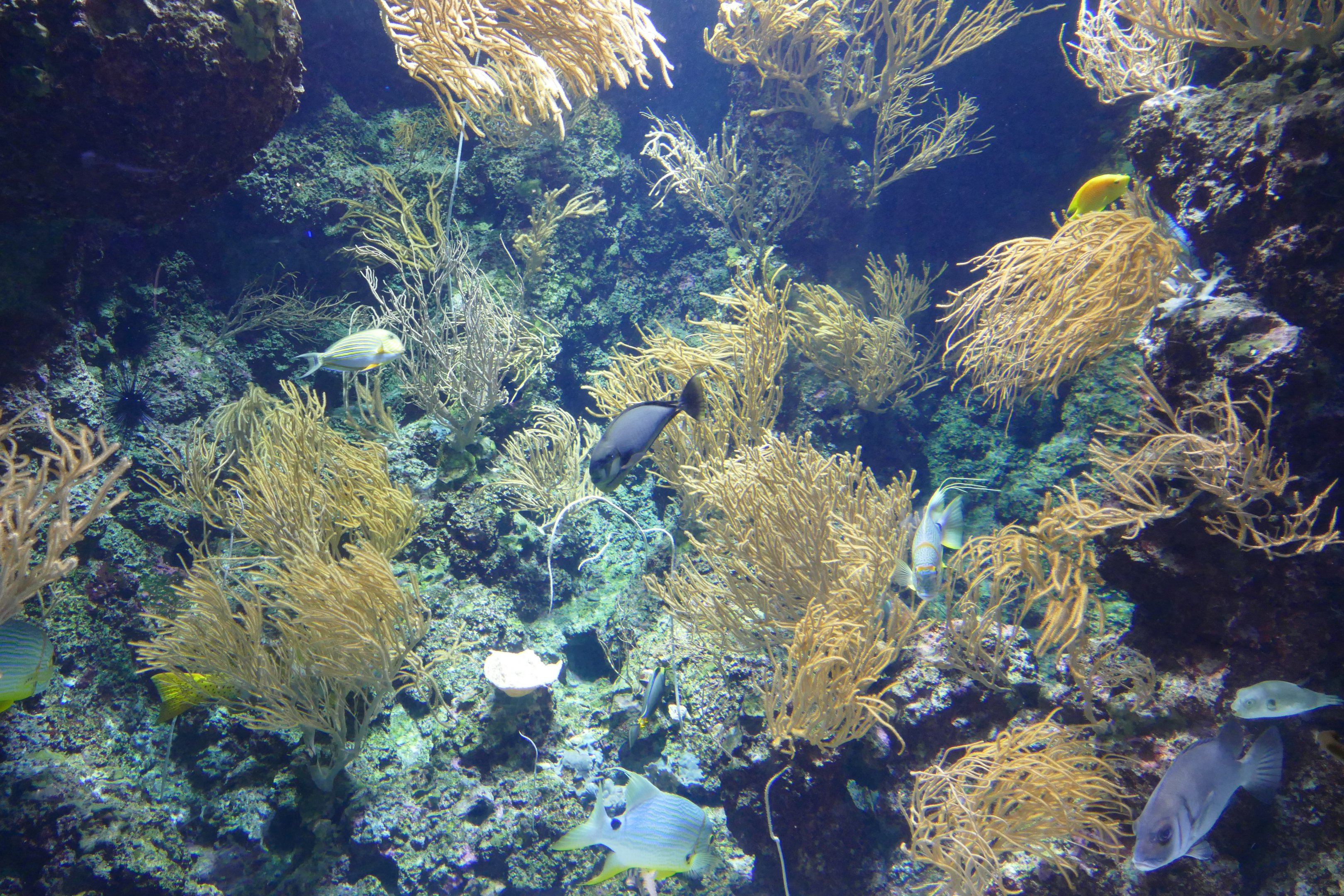 Singapore reef tank