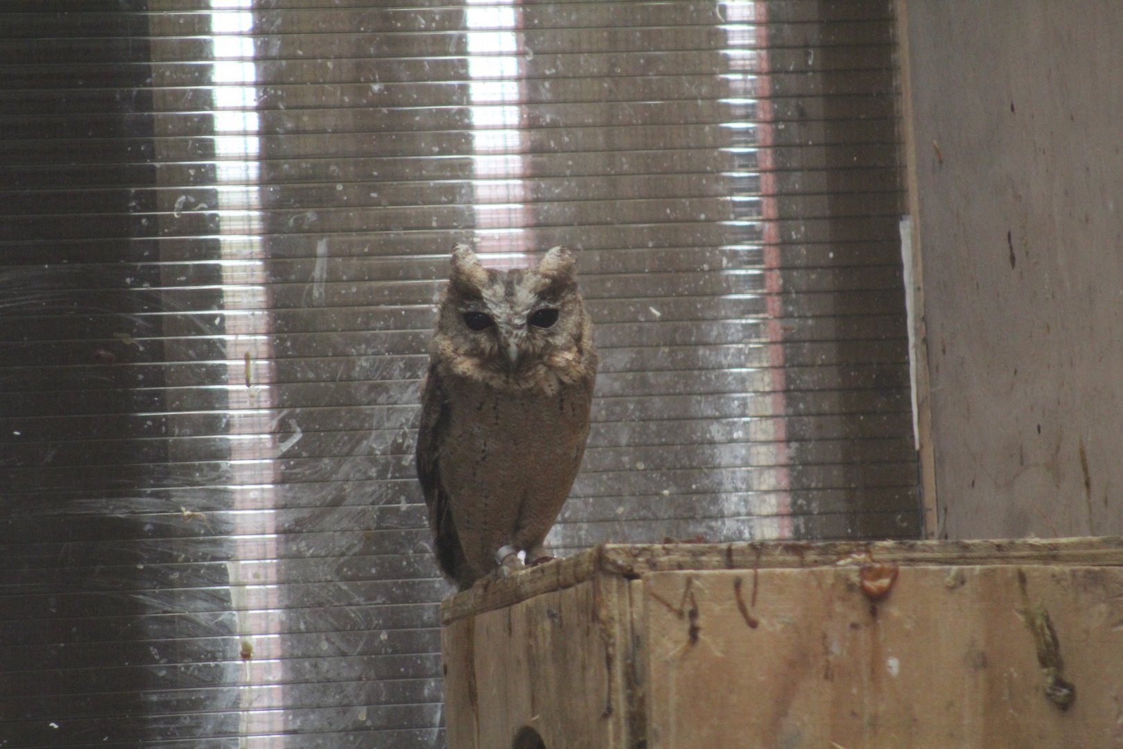 Singapore Scops Owl