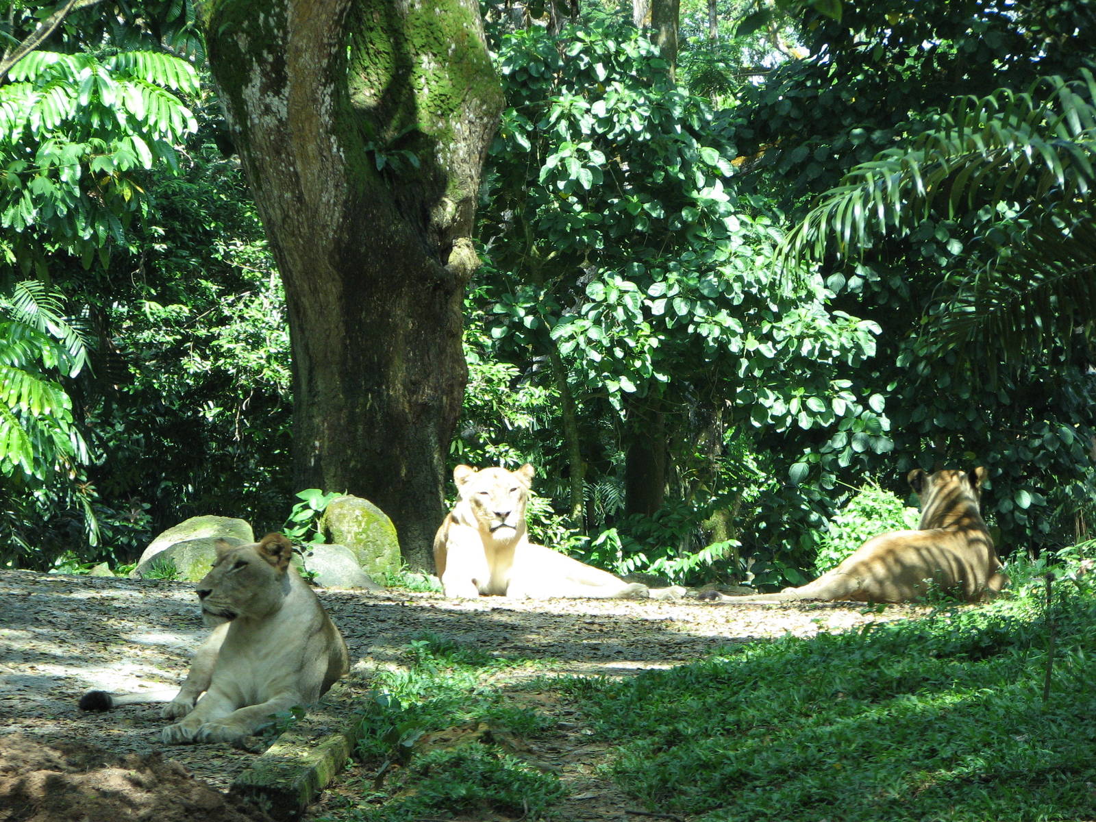 Singapore Zoo 2008 - African Lion cubs