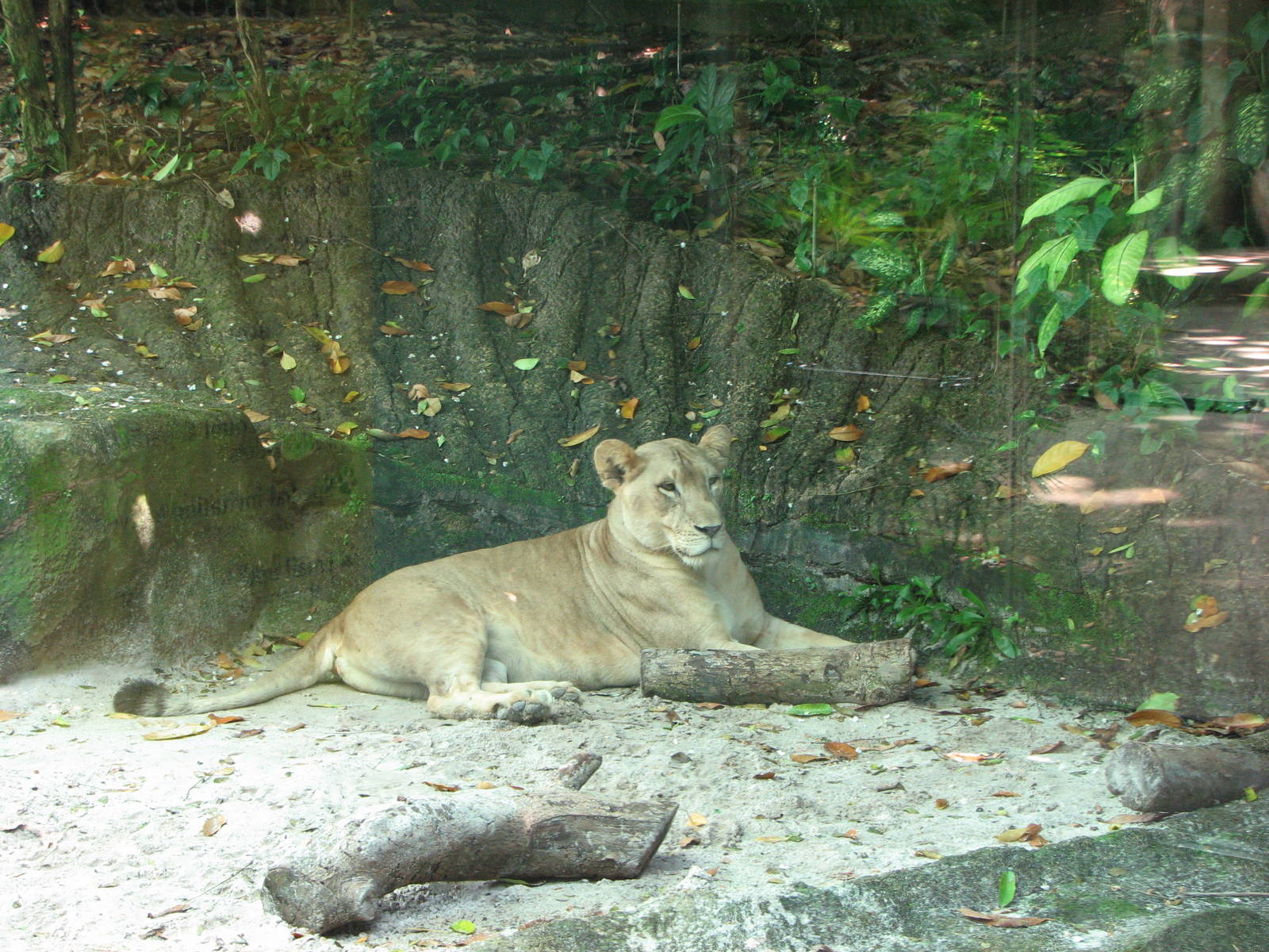 Singapore Zoo 2008 - African Lioness