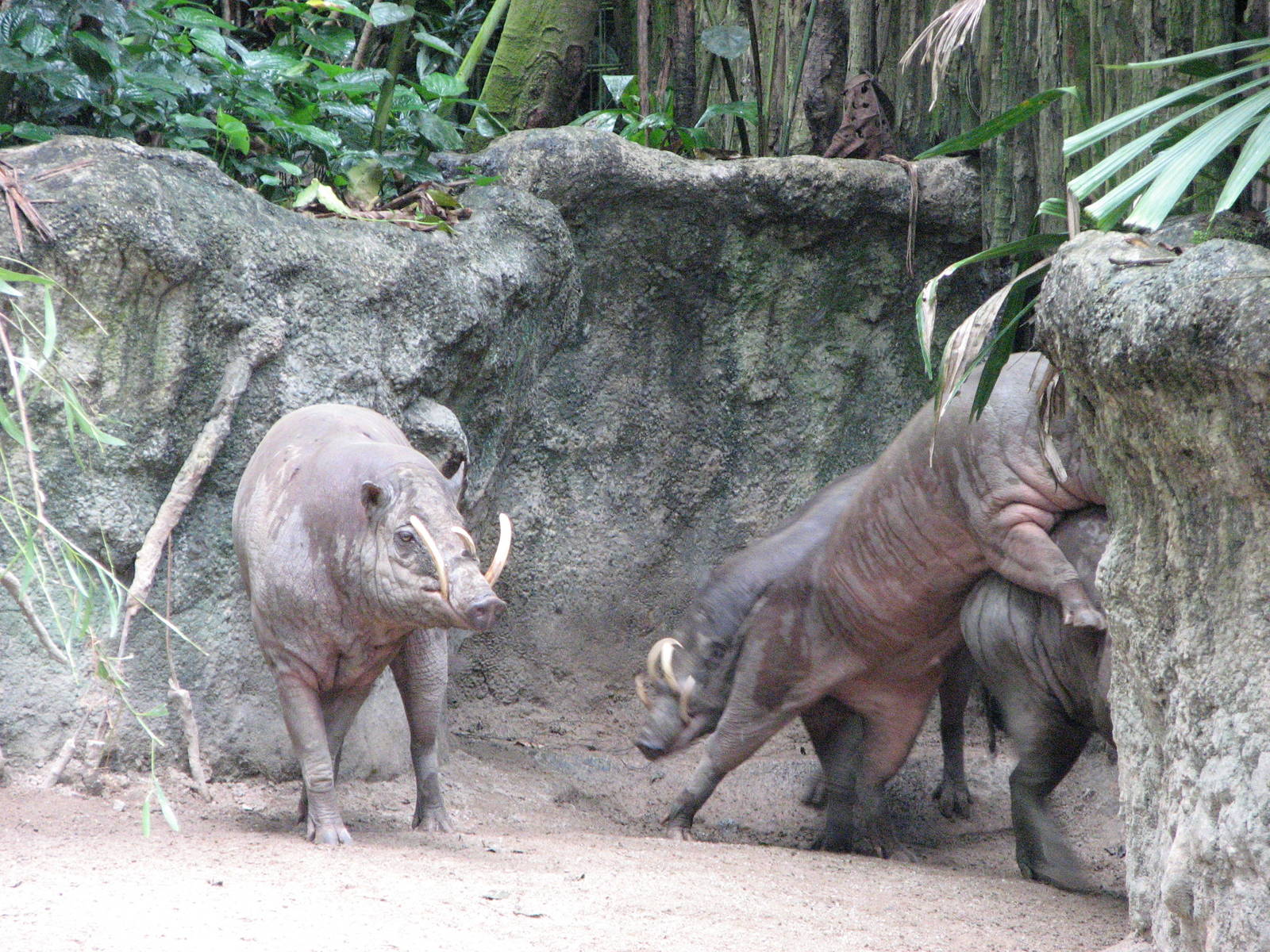 Singapore Zoo 2008 - Babirusa at play