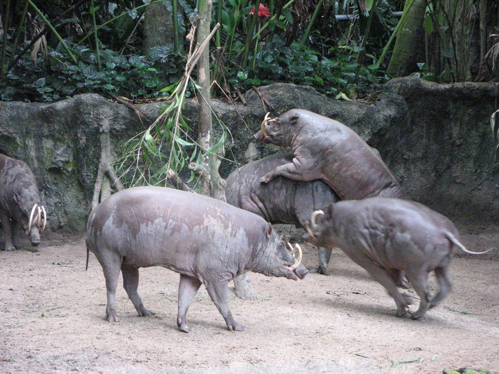 Singapore Zoo 2008 - Babirusa at play