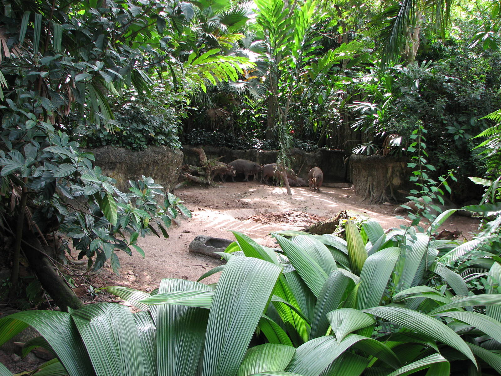 Singapore Zoo 2008 - Babirusa exhibit