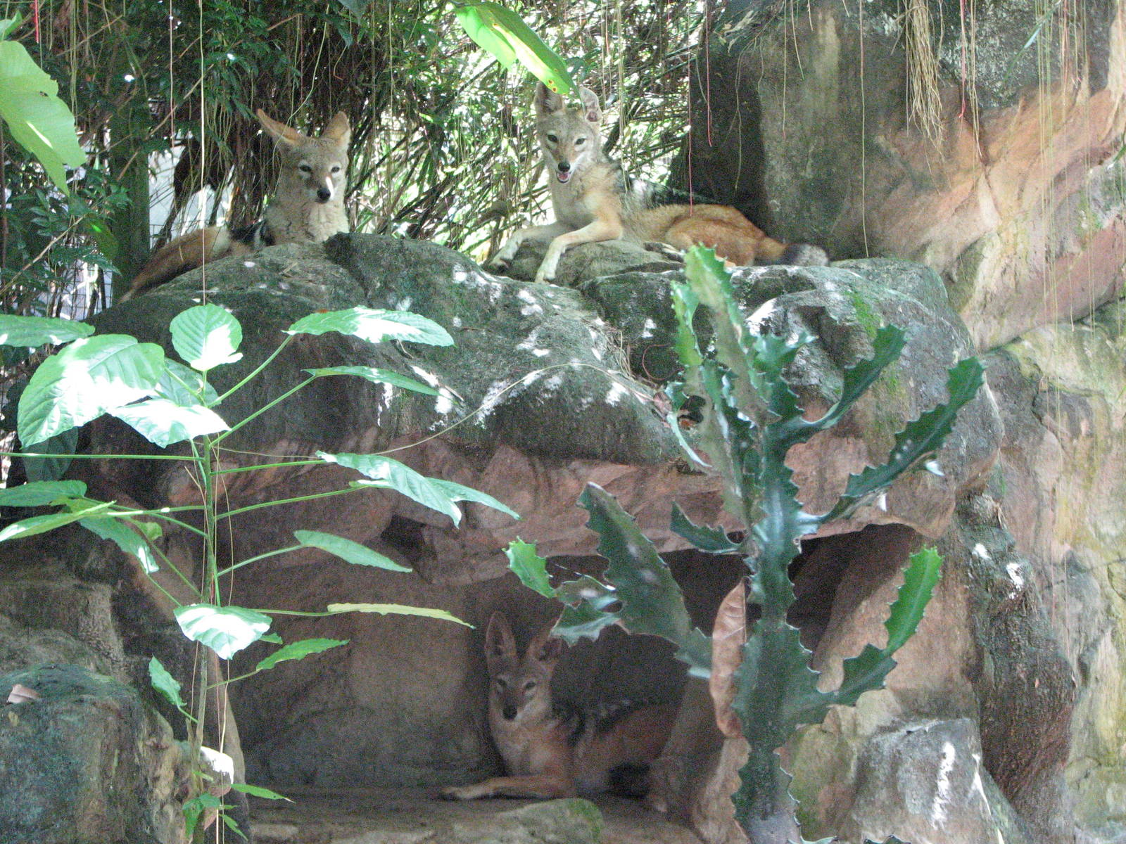 Singapore Zoo 2008 - Black-backed Jackals in the Great Rift Valley of Ethio