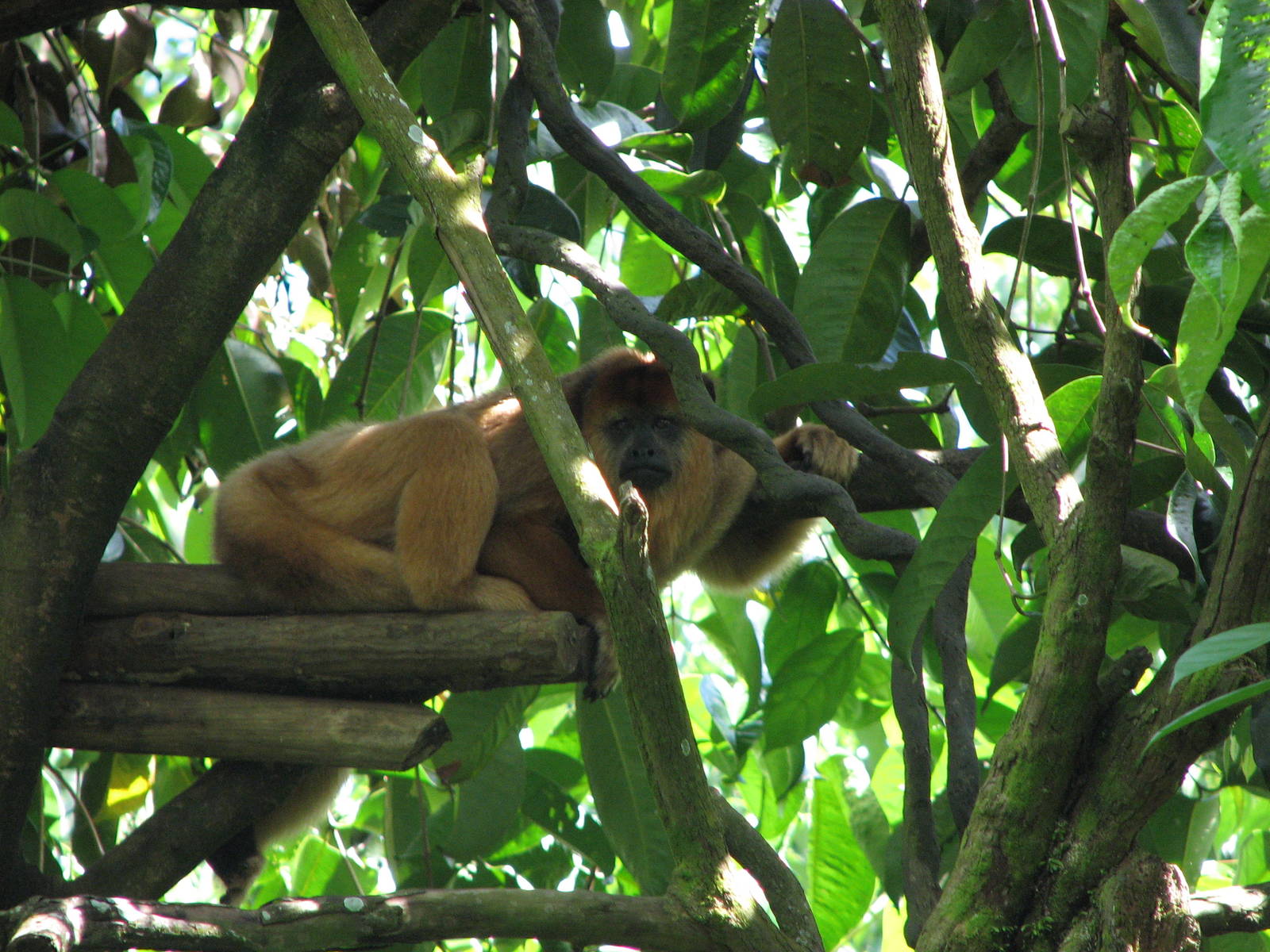 Singapore Zoo 2008 - Black Howler Monkey in Treetops Trail