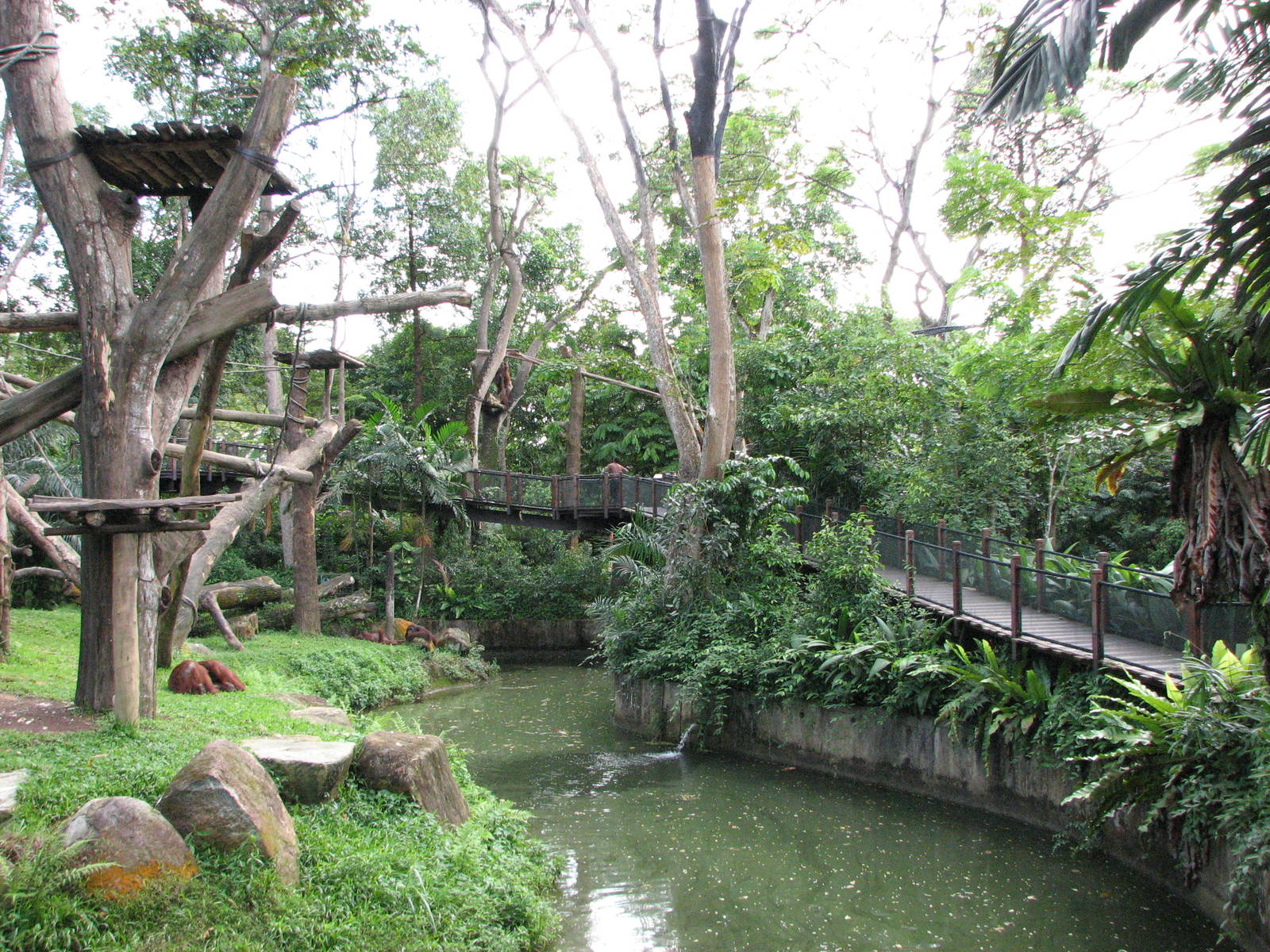 Singapore Zoo 2008 - Boardwalk at the Bornean Orangutan Island