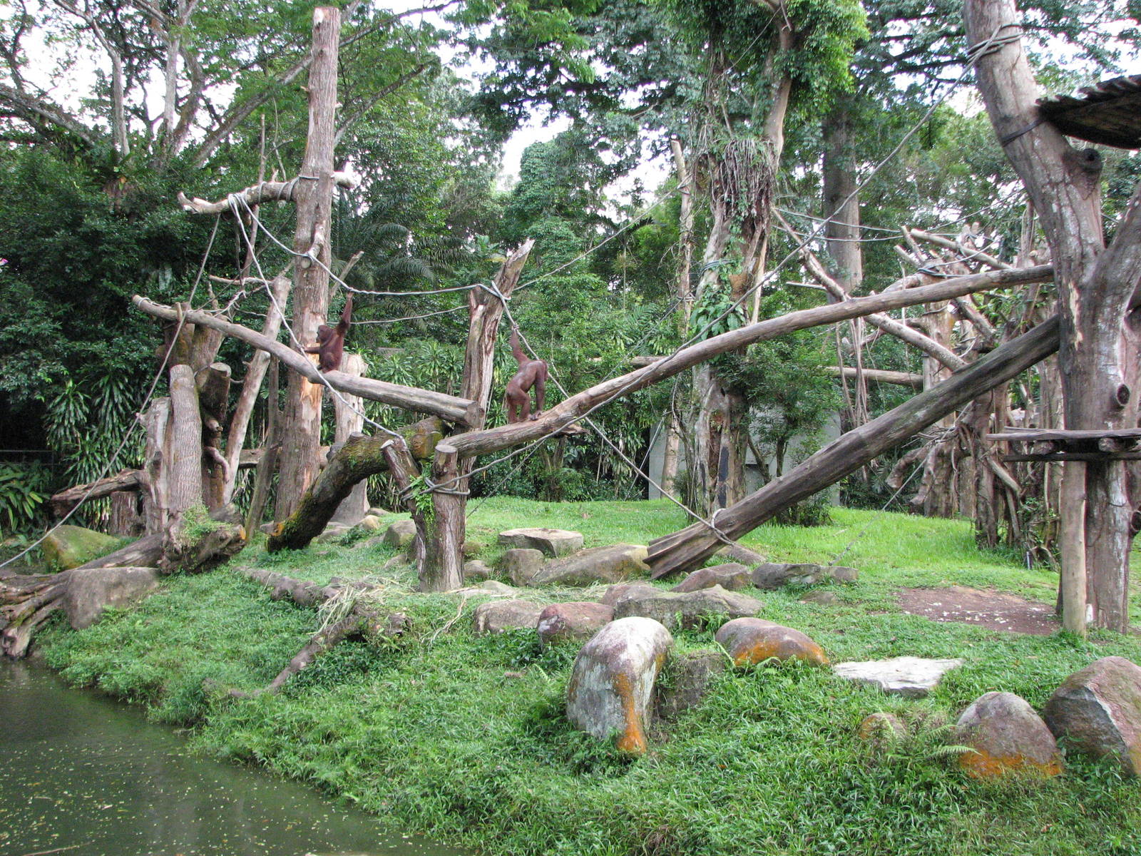 Singapore Zoo 2008 - Bornean Orangutan Island