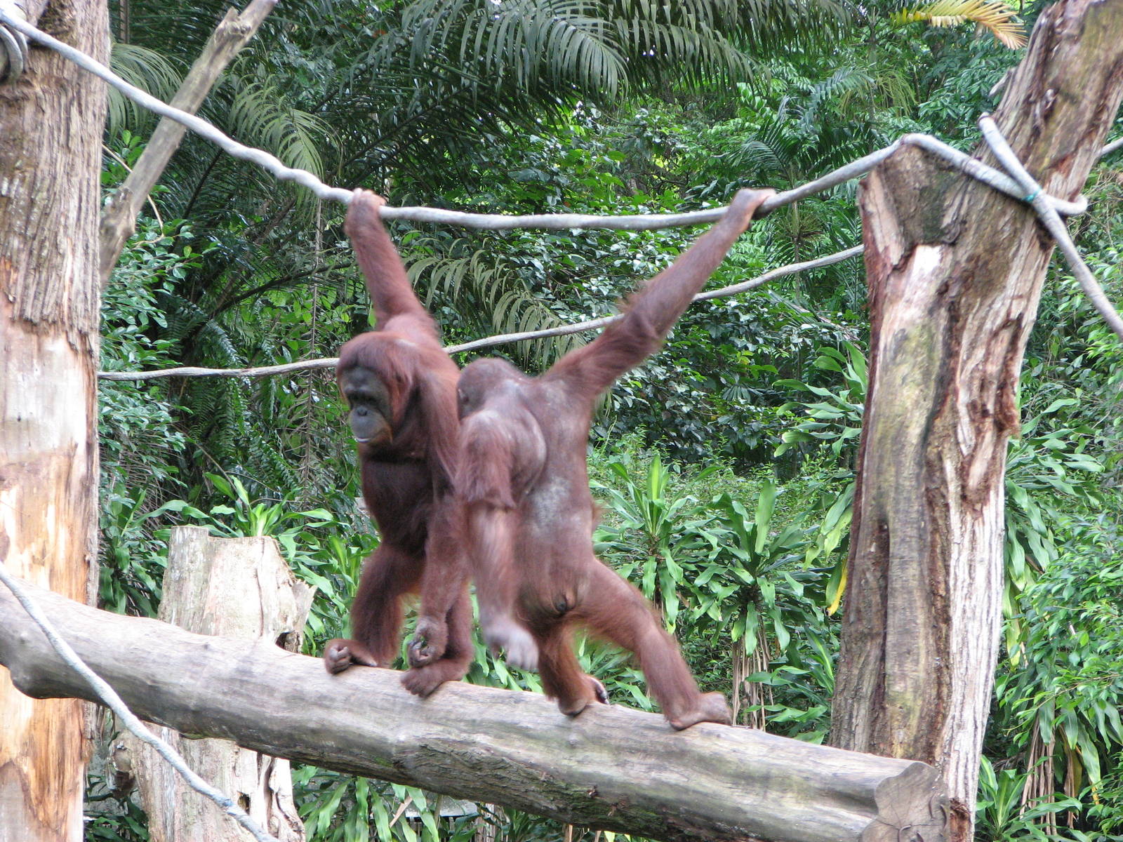 Singapore Zoo 2008 - Bornean Orangutans