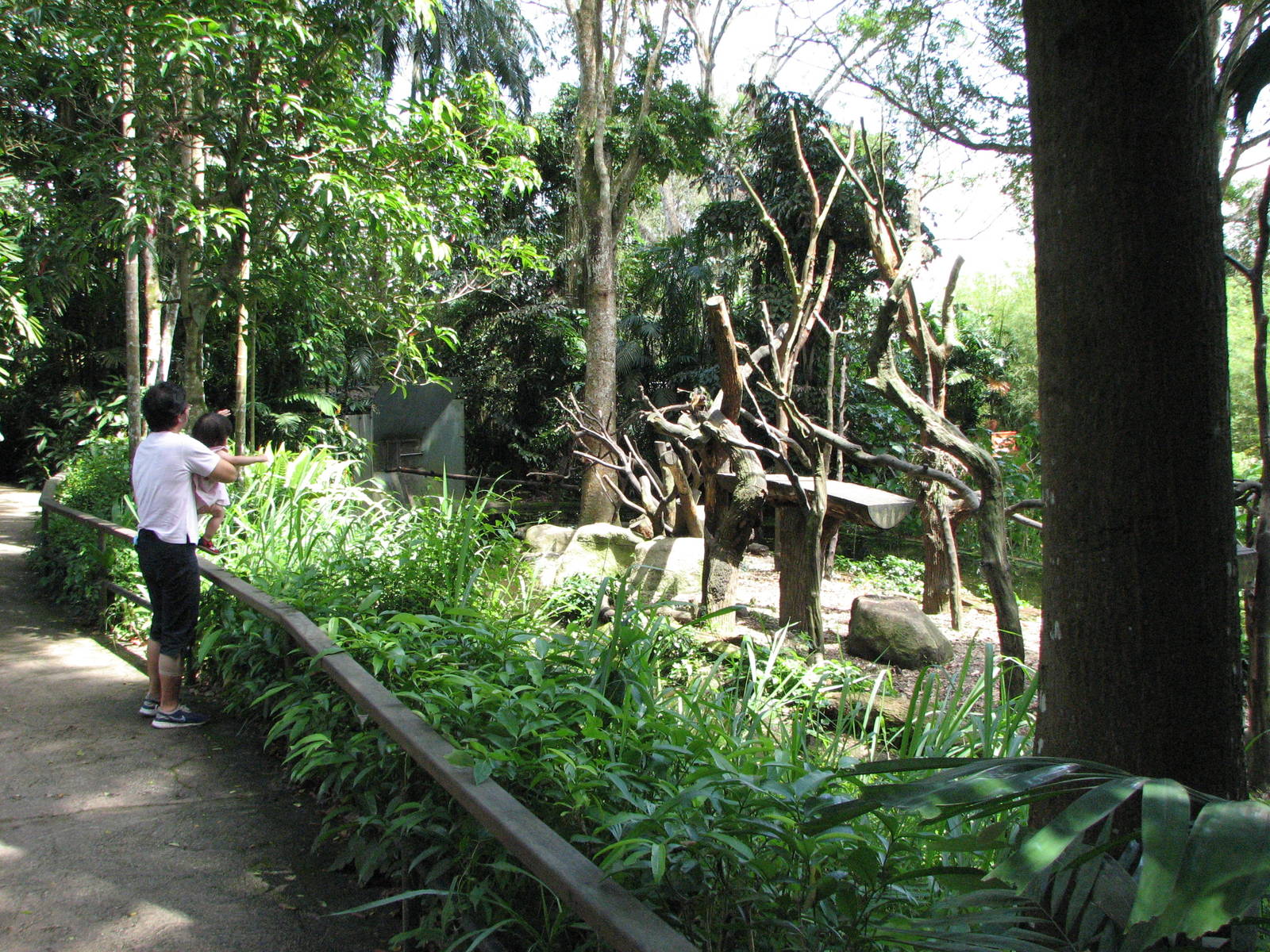 Singapore Zoo 2008 - Brown Capuchin exhibit in Primate Kingdom