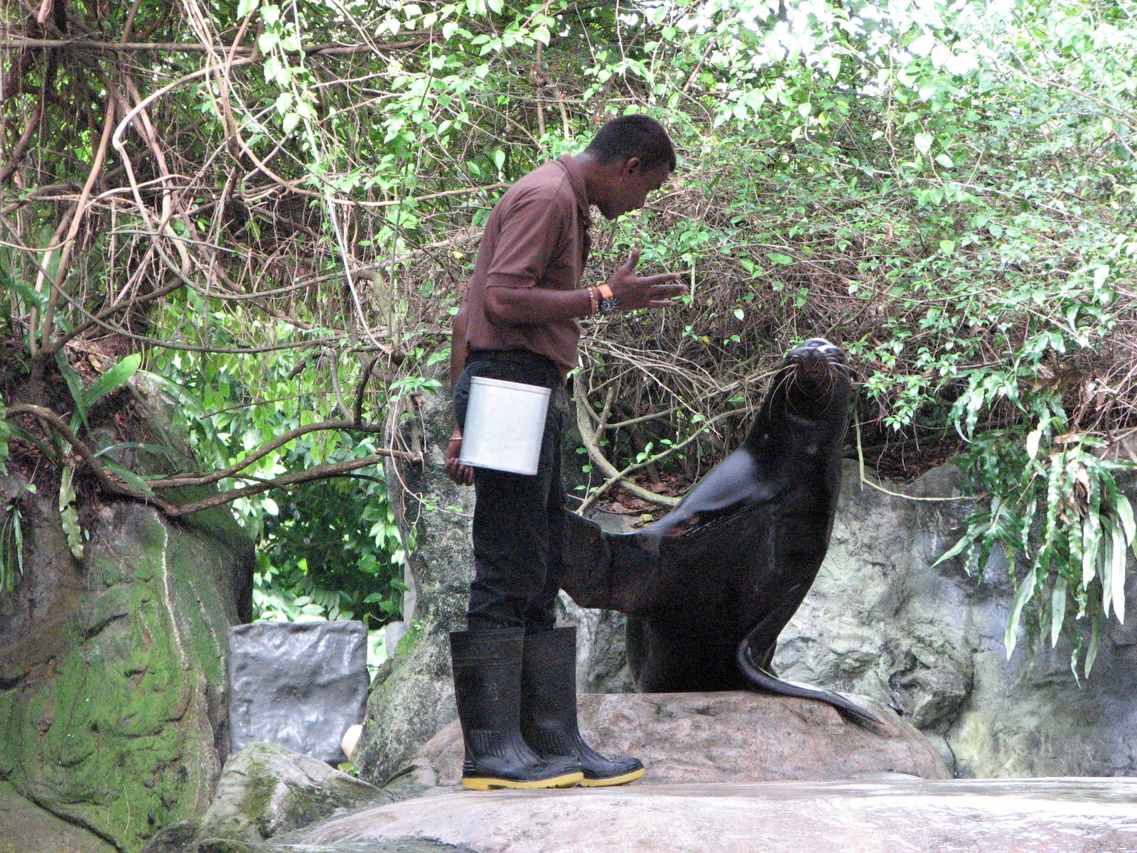 Singapore Zoo 2008 - California Sea Lion feeding in the Splash Amphitheatre