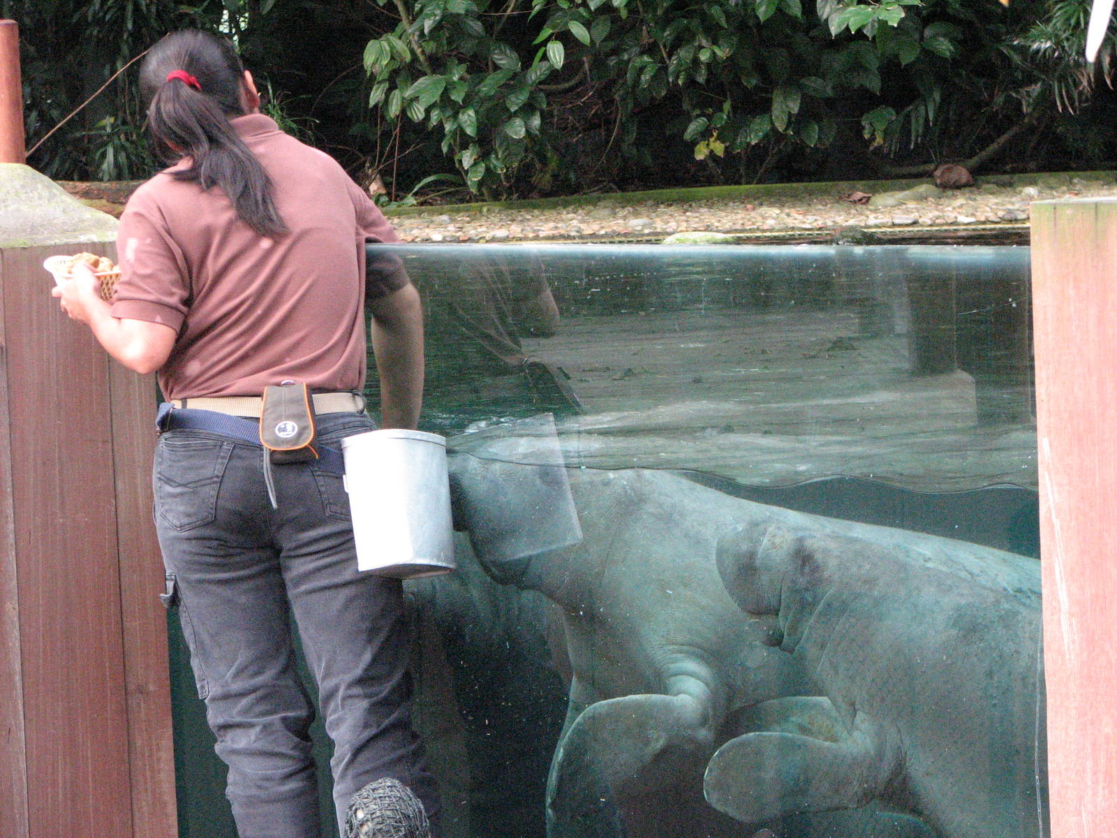 Singapore Zoo 2008 - Caribbean Manatee feeding in the Splash Amphitheatre