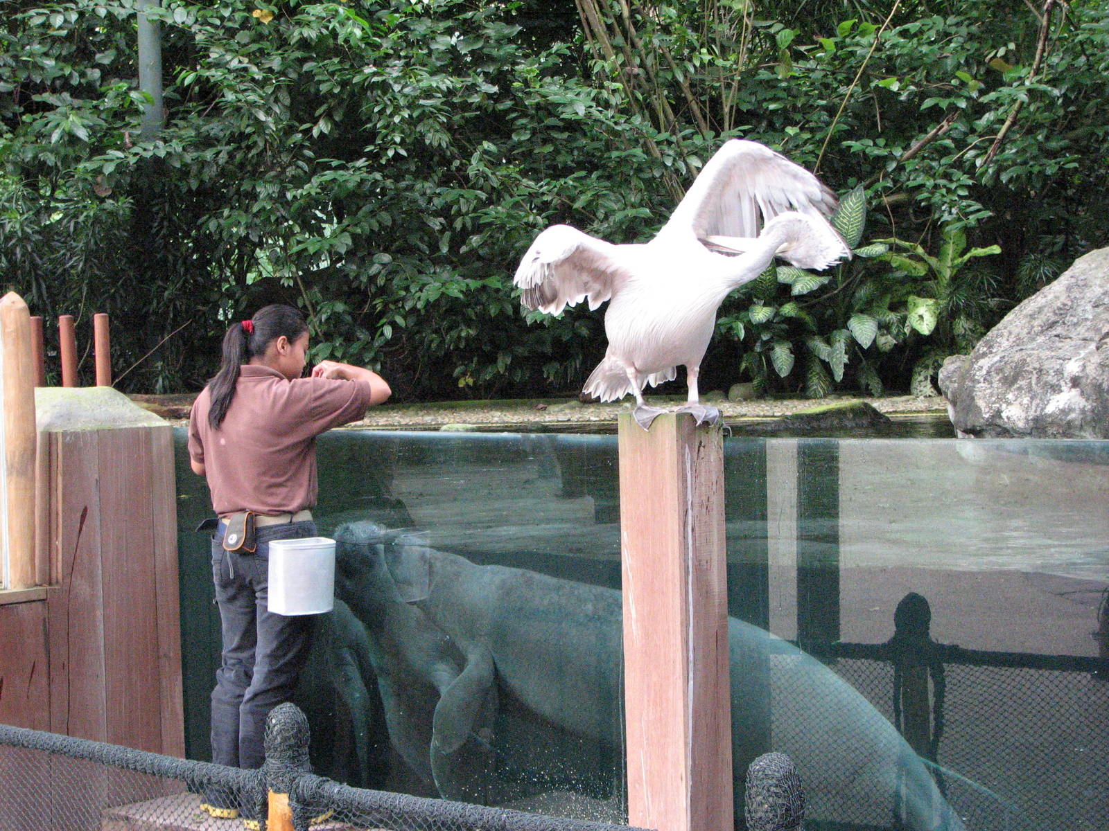 Singapore Zoo 2008 - Caribbean Manatee feeding in the Splash Amphitheatre