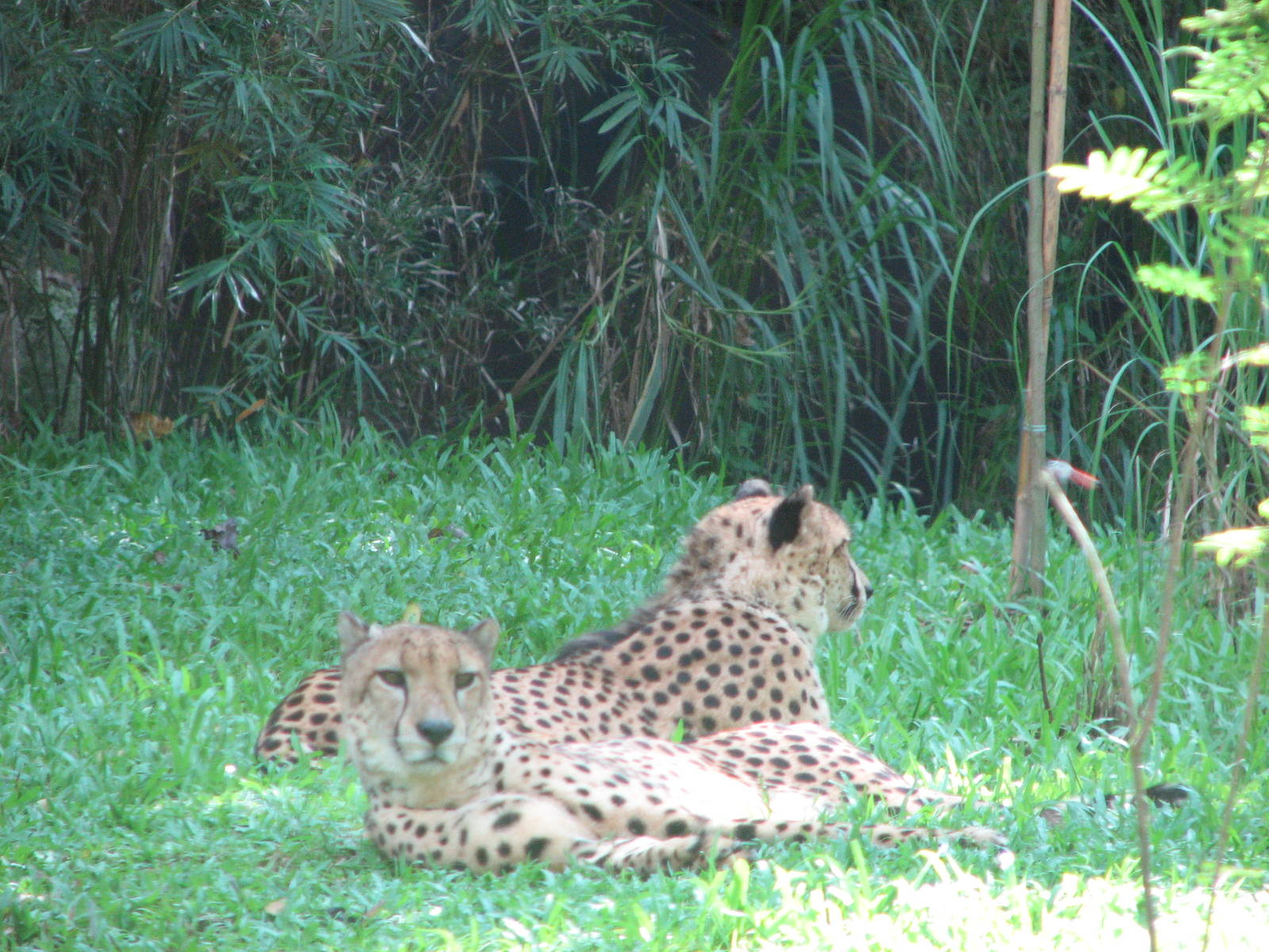Singapore Zoo 2008 - Cheetahs