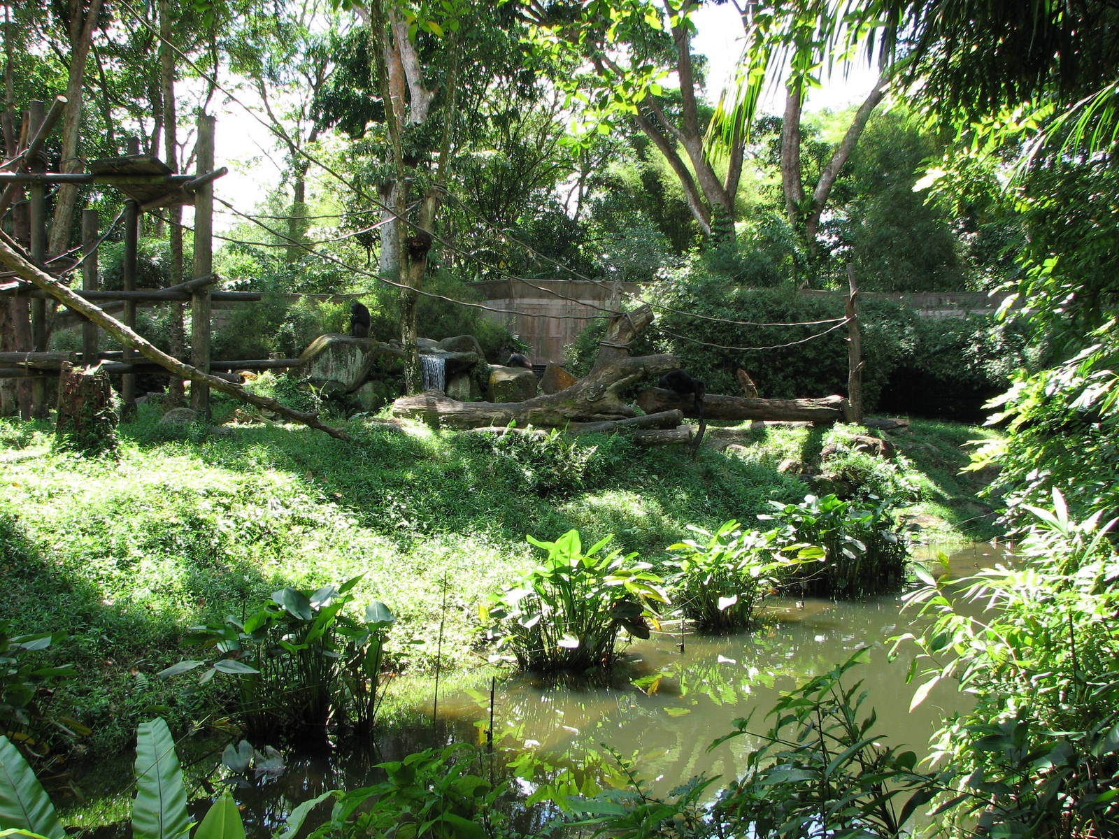 Singapore Zoo 2008 - Chimpanzee exhibit