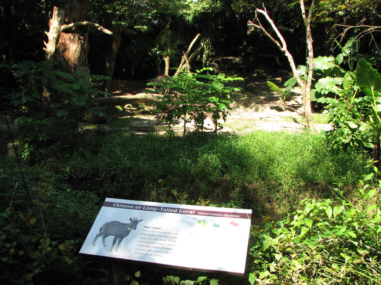 Singapore Zoo 2008 - Chinese Goral exhibit