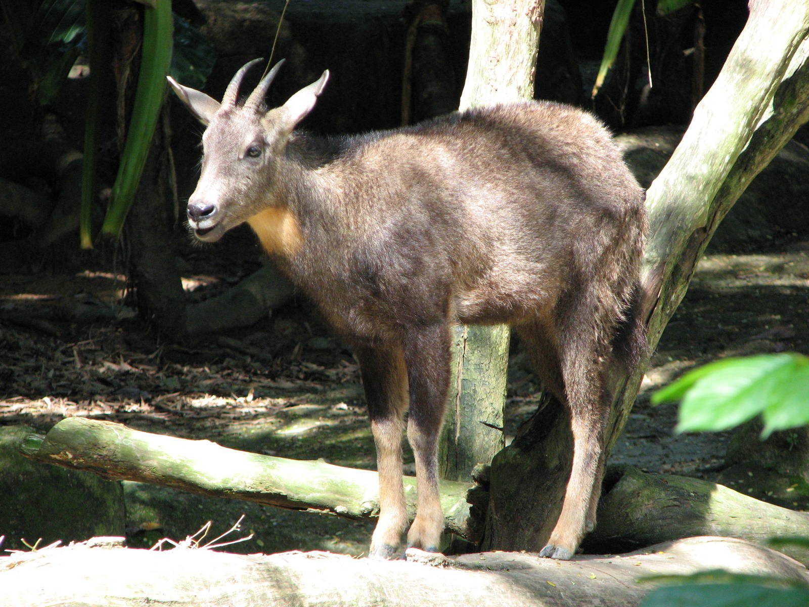 Singapore Zoo 2008 - Chinese Goral