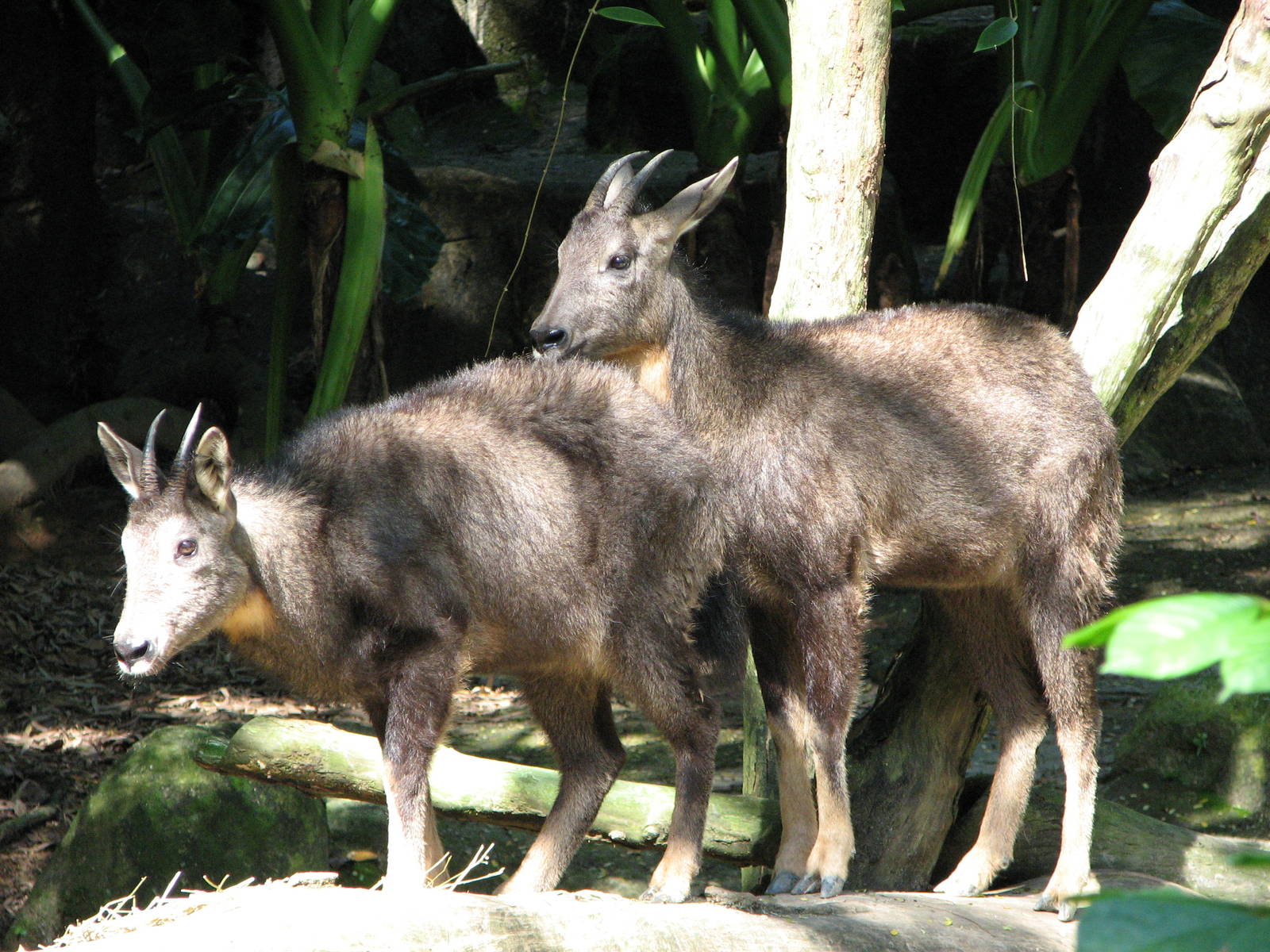 Singapore Zoo 2008 - Chinese Gorals