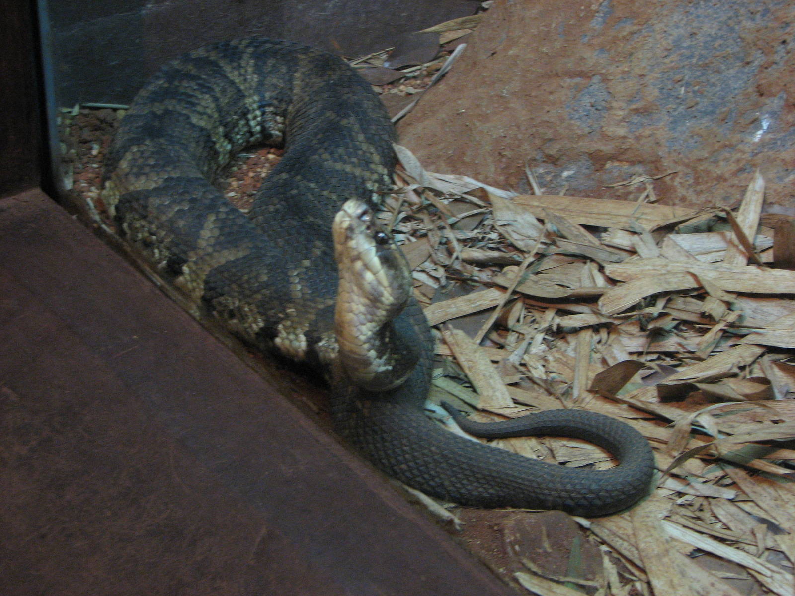 Singapore Zoo 2008 - Cottonmouth in the Snake House