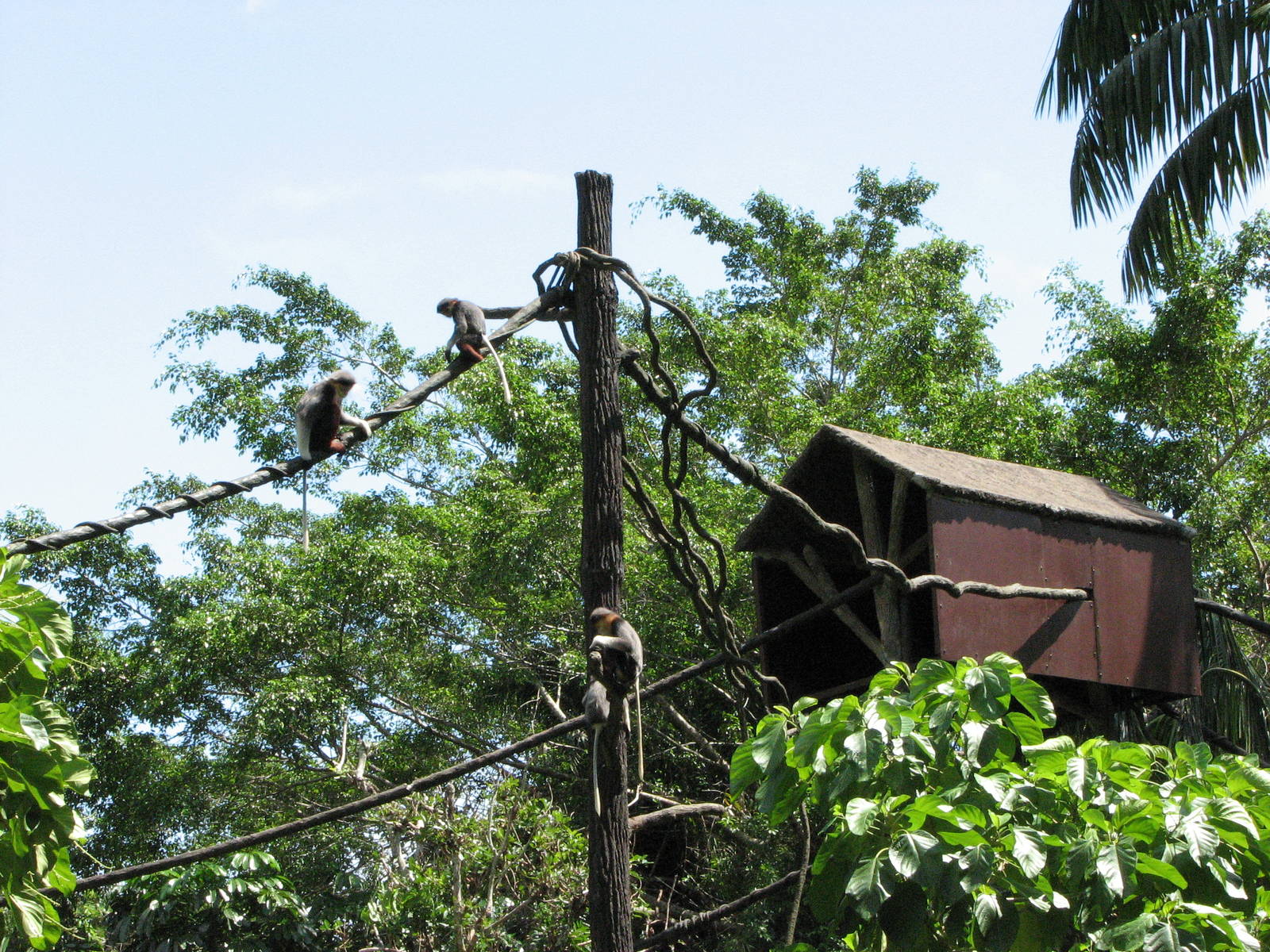 Singapore Zoo 2008 - Douc Langurs in Primate Kingdom