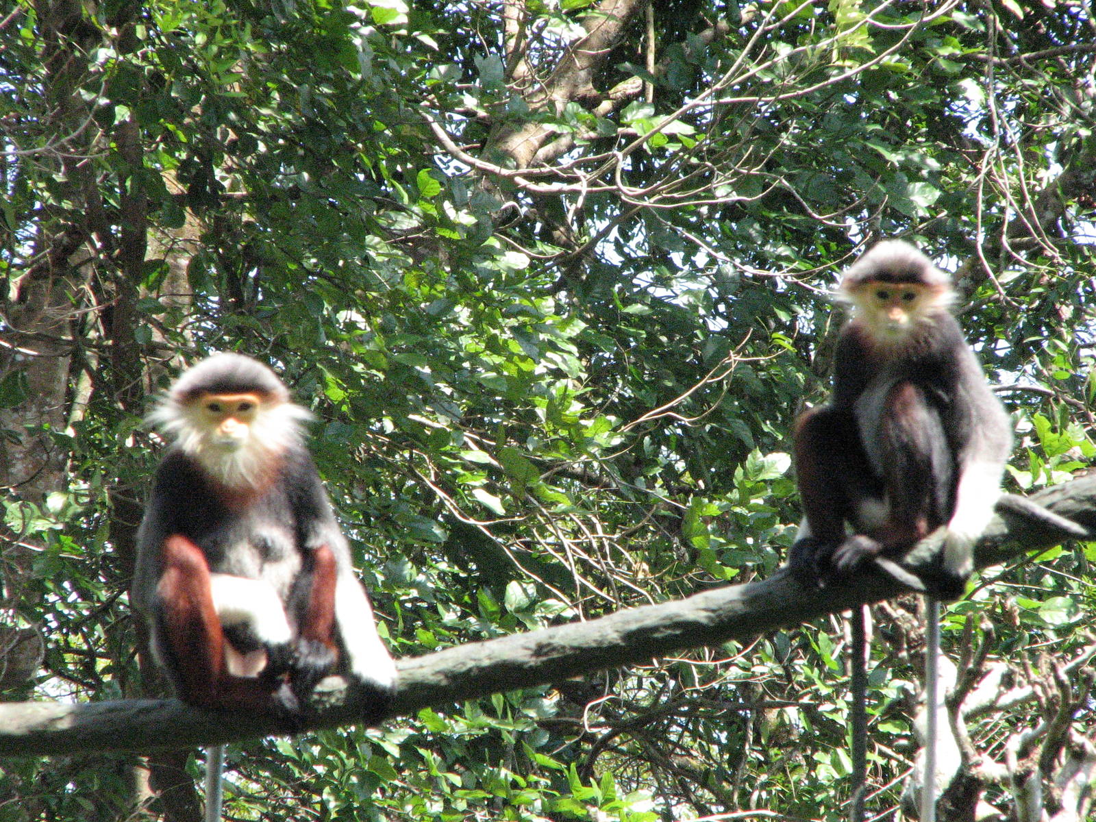 Singapore Zoo 2008 - Douc Langurs in Primate Kingdom