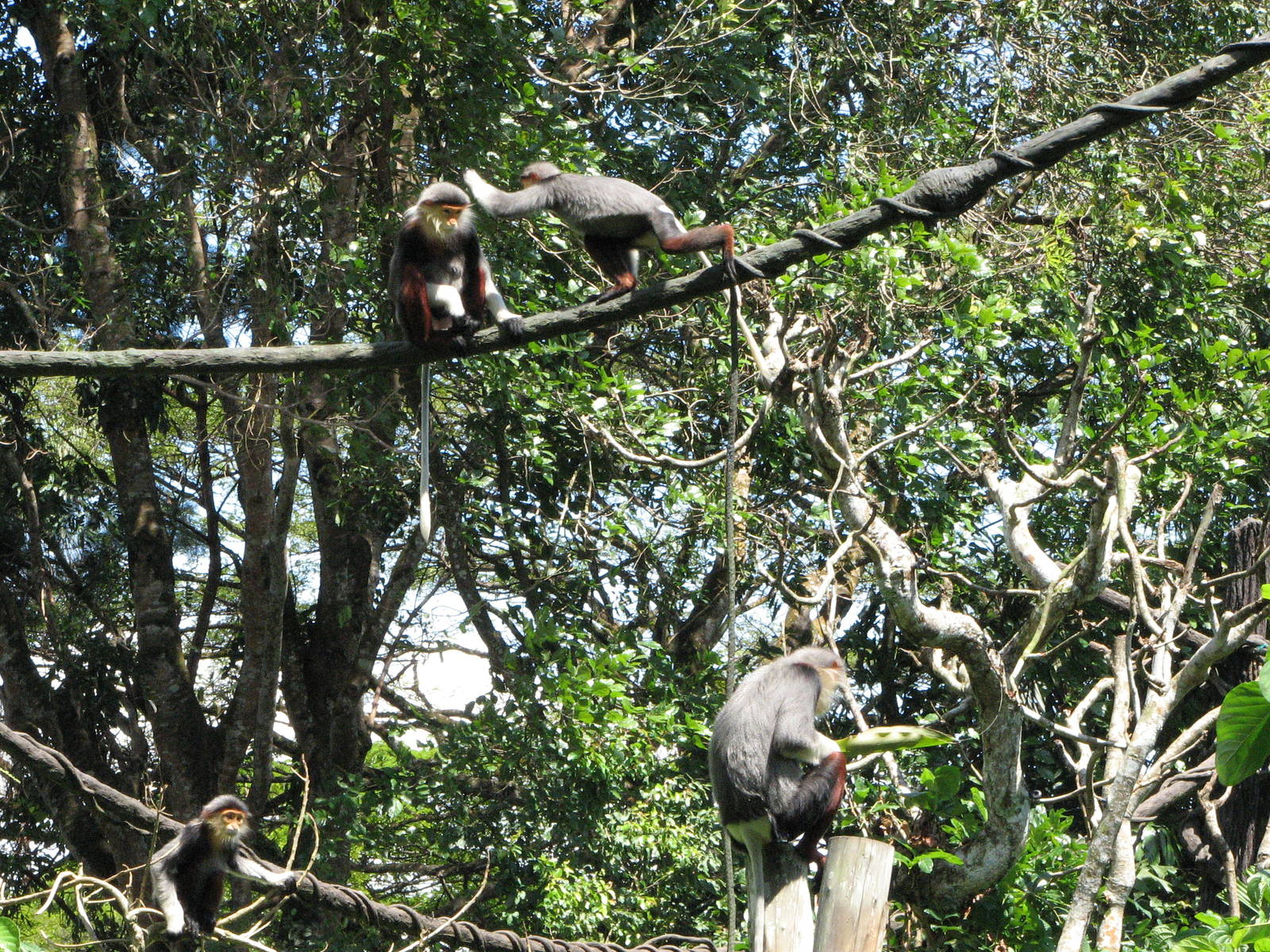 Singapore Zoo 2008 - Douc Langurs in Primate Kingdom