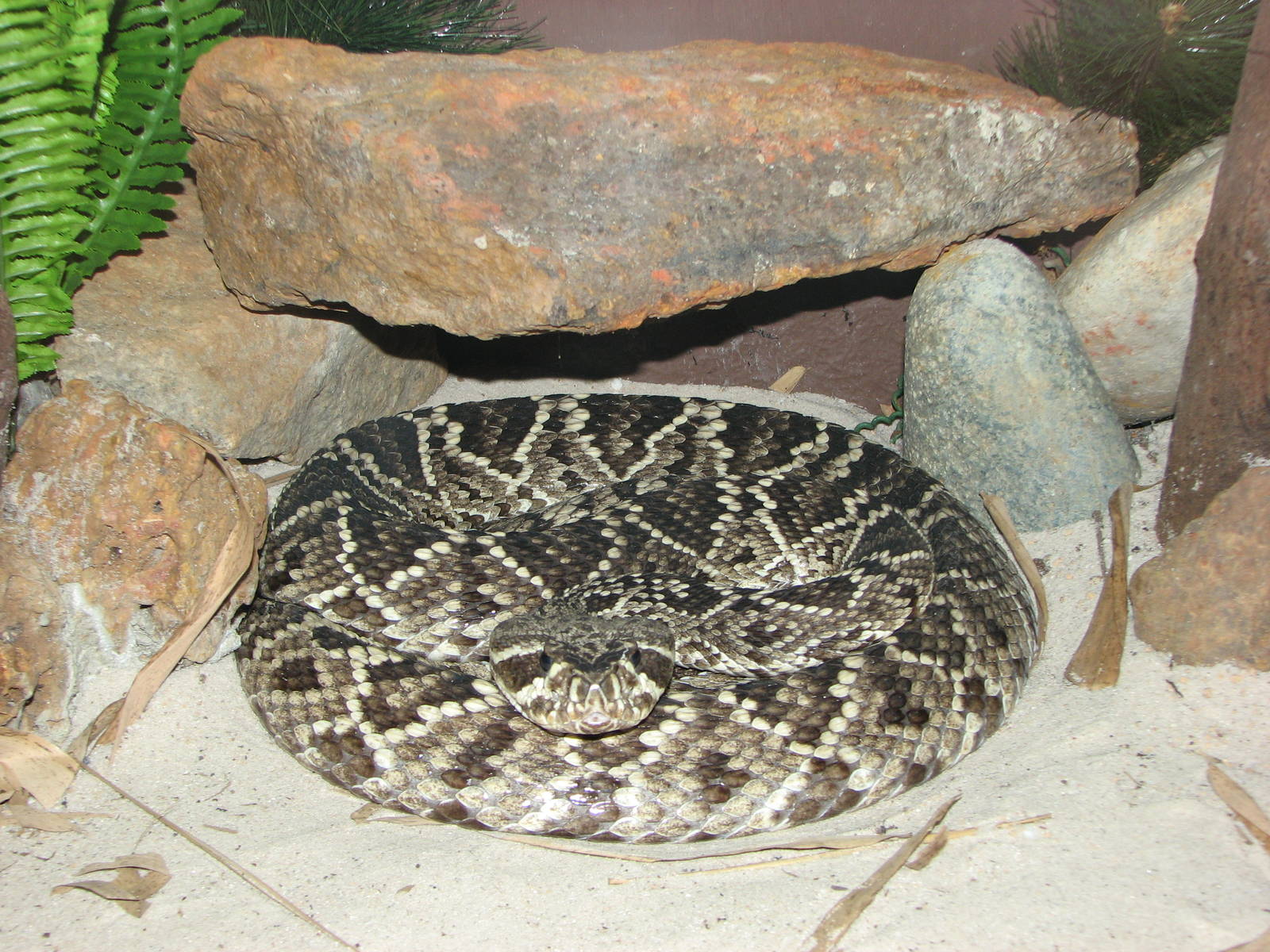 Singapore Zoo 2008 - Eastern Diamond Rattlesnake in the Snake House