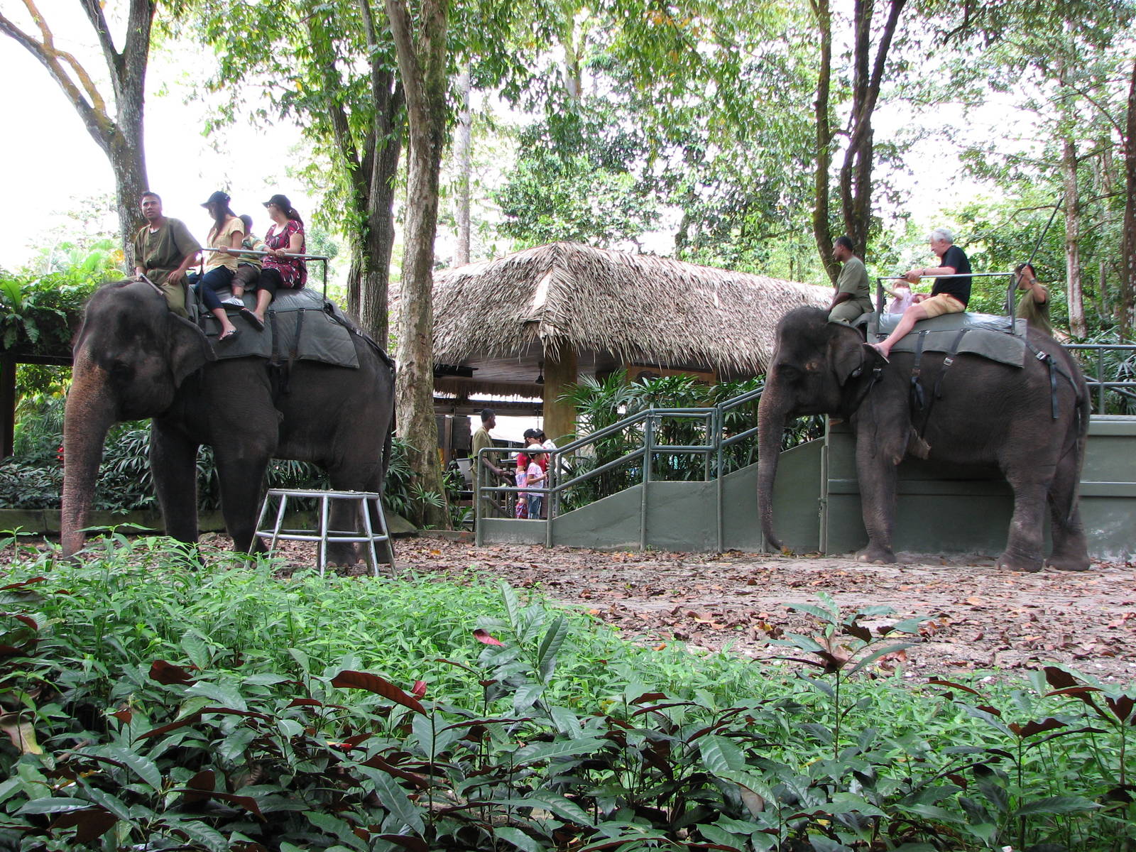 Singapore Zoo 2008 - Elephant ride