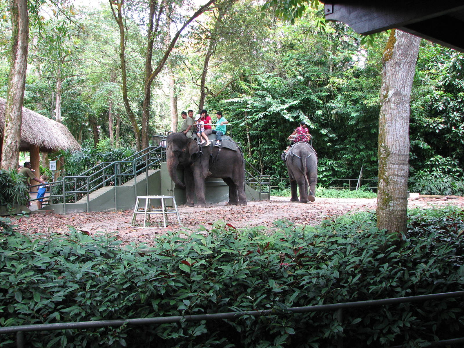 Singapore Zoo 2008 - Elephant ride