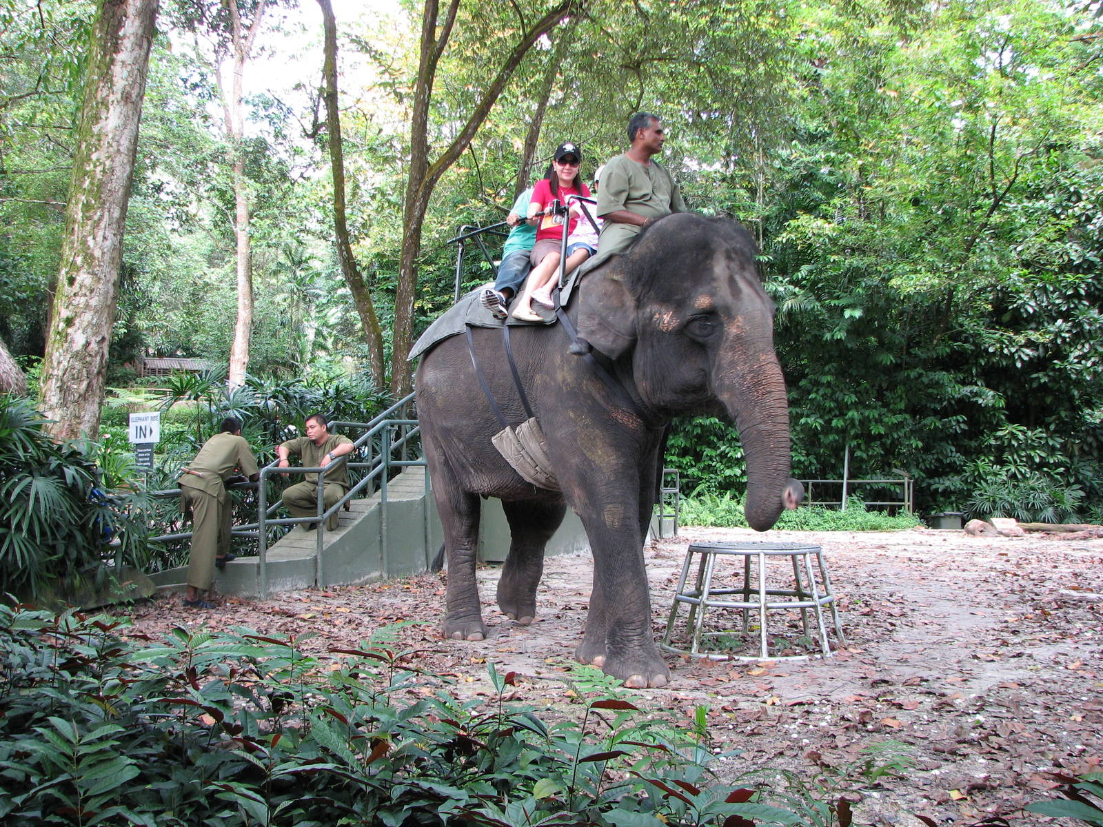 Singapore Zoo 2008 - Elephant ride