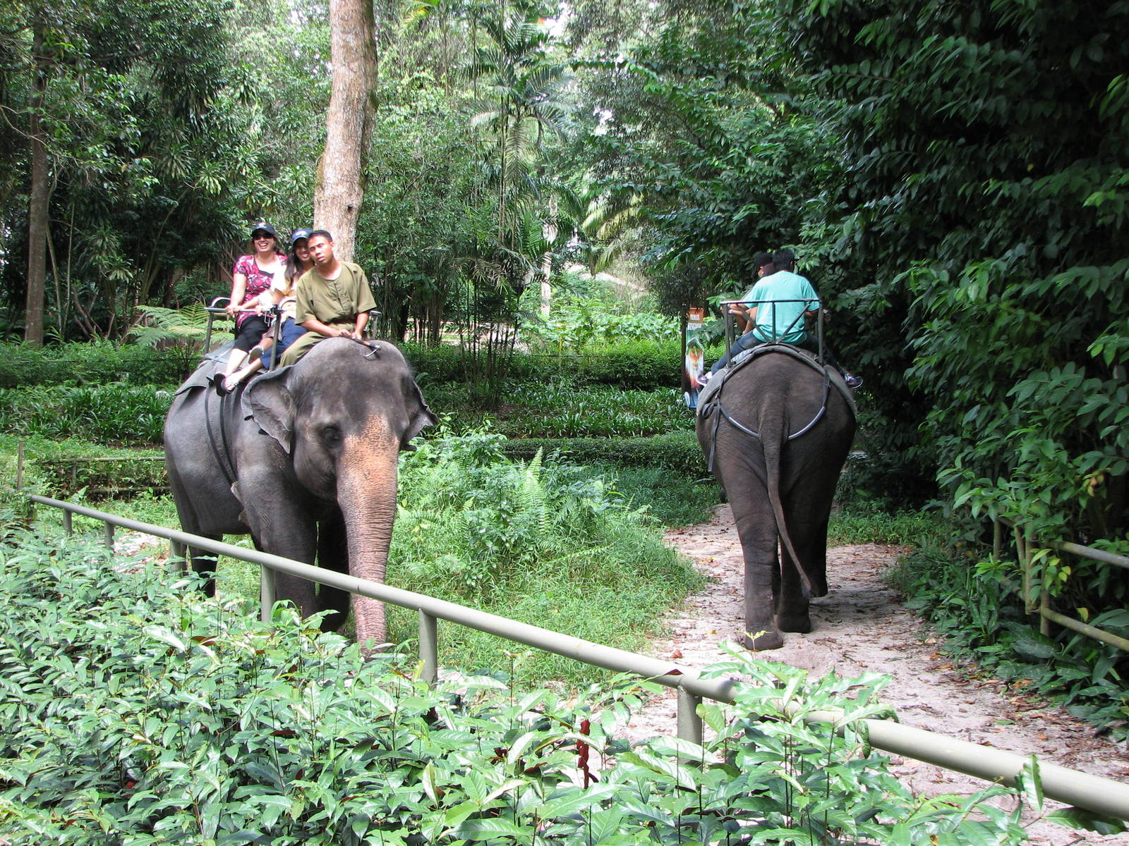 Singapore Zoo 2008 - Elephant ride