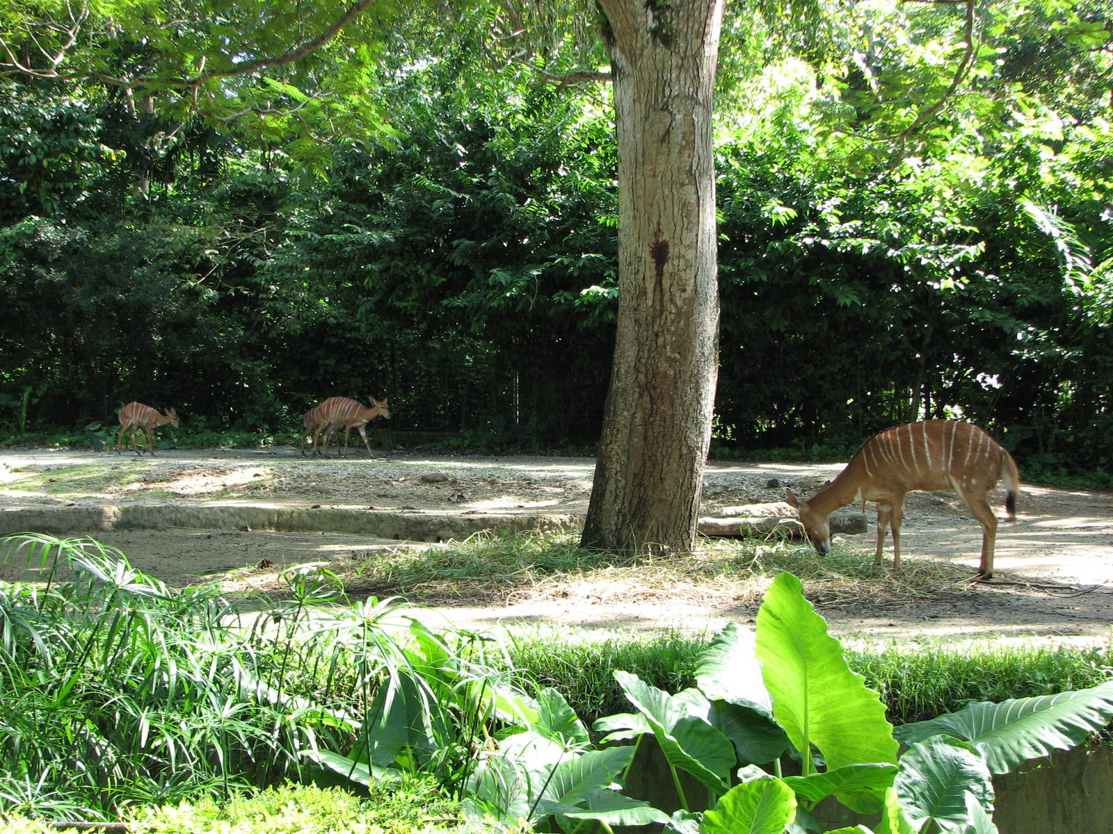Singapore Zoo 2008 - Exhibit for Nyala and Black Wildebeest in Wild Africa