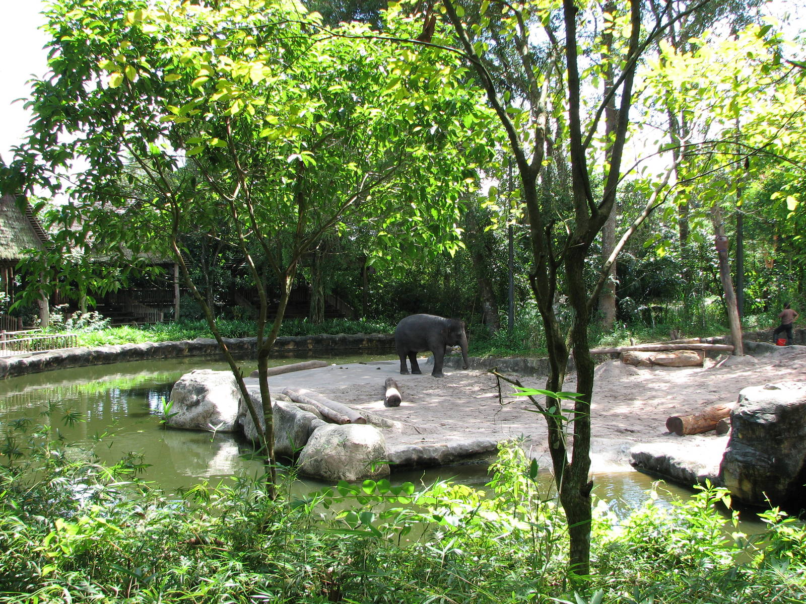 Singapore Zoo 2008 - Exhibit in Elephants of Asia
