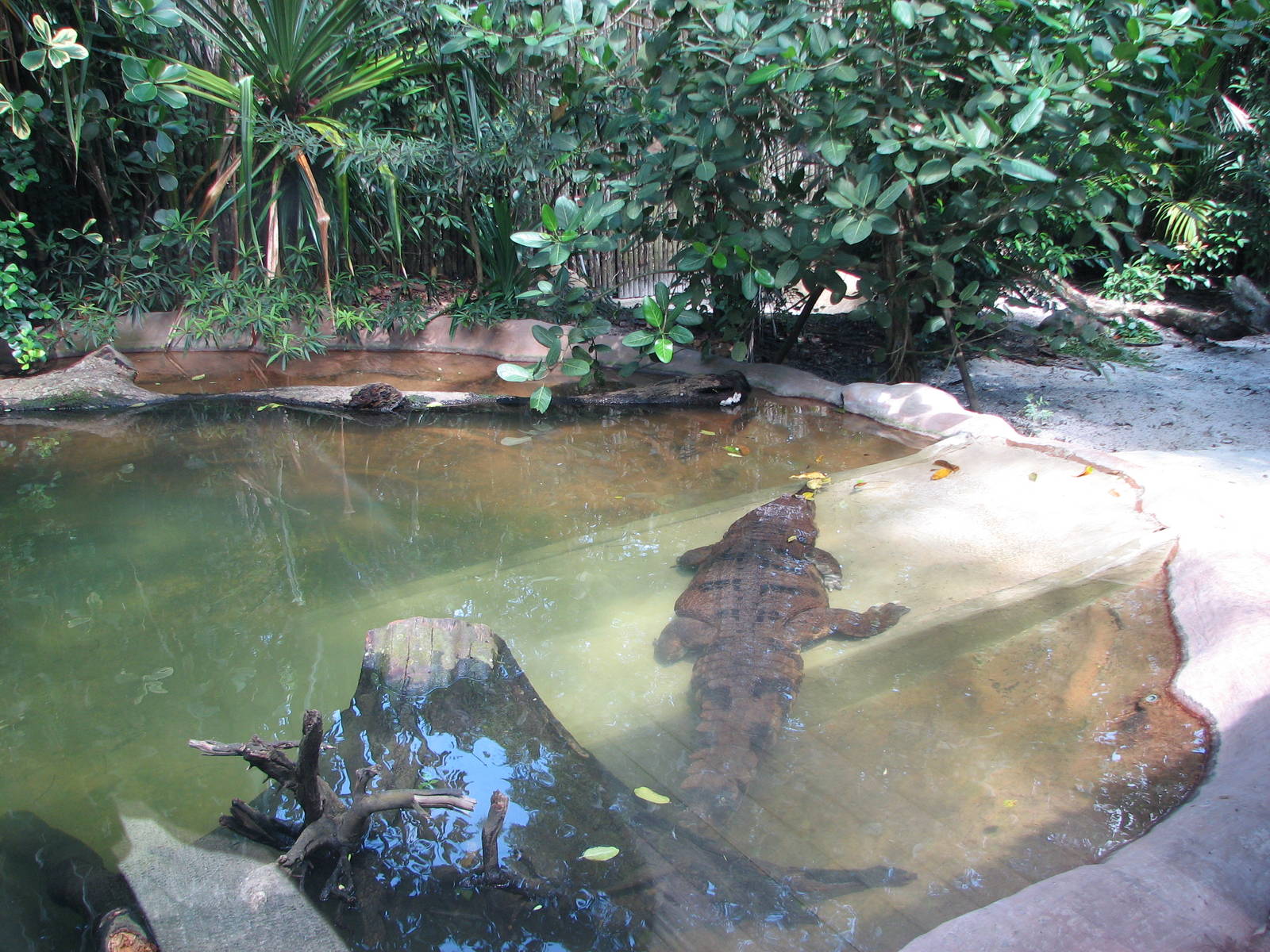 Singapore Zoo 2008 - False Gavial exhibit