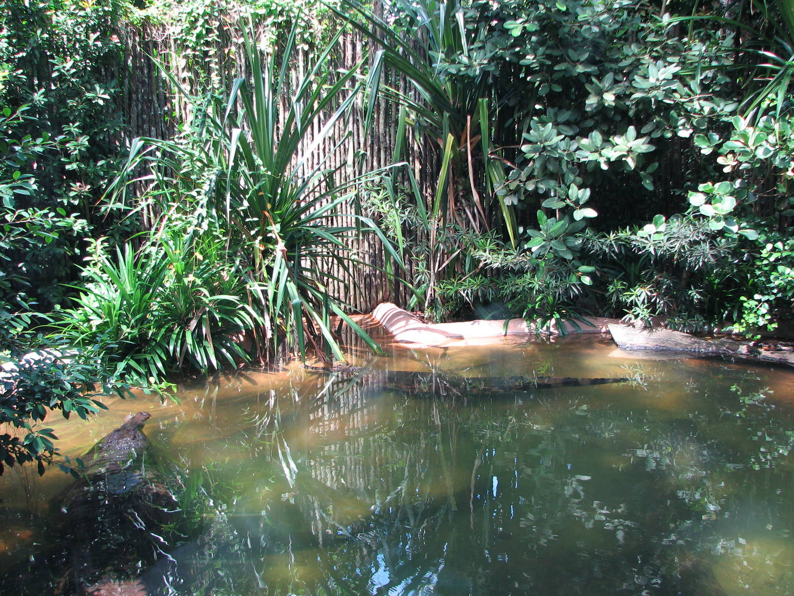 Singapore Zoo 2008 - False Gavial exhibit