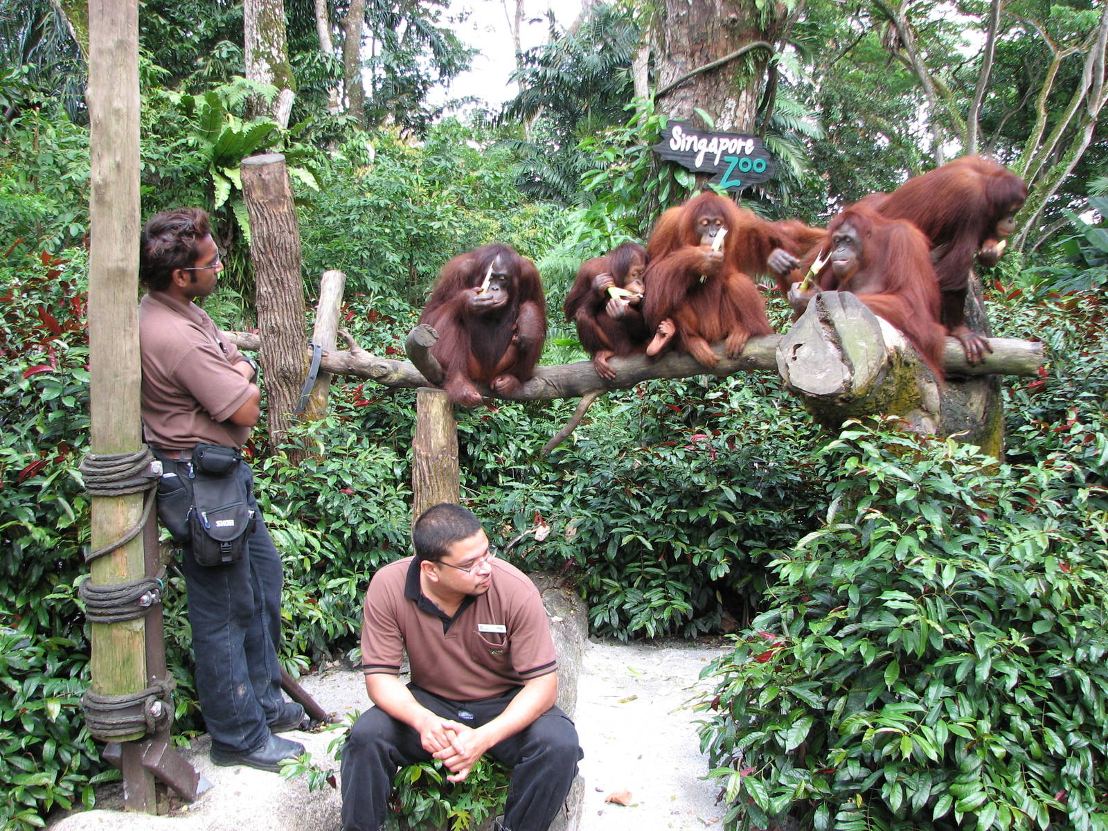 Singapore Zoo 2008 - Feeding of the calm and gorgeous Bornean Orangutan fem