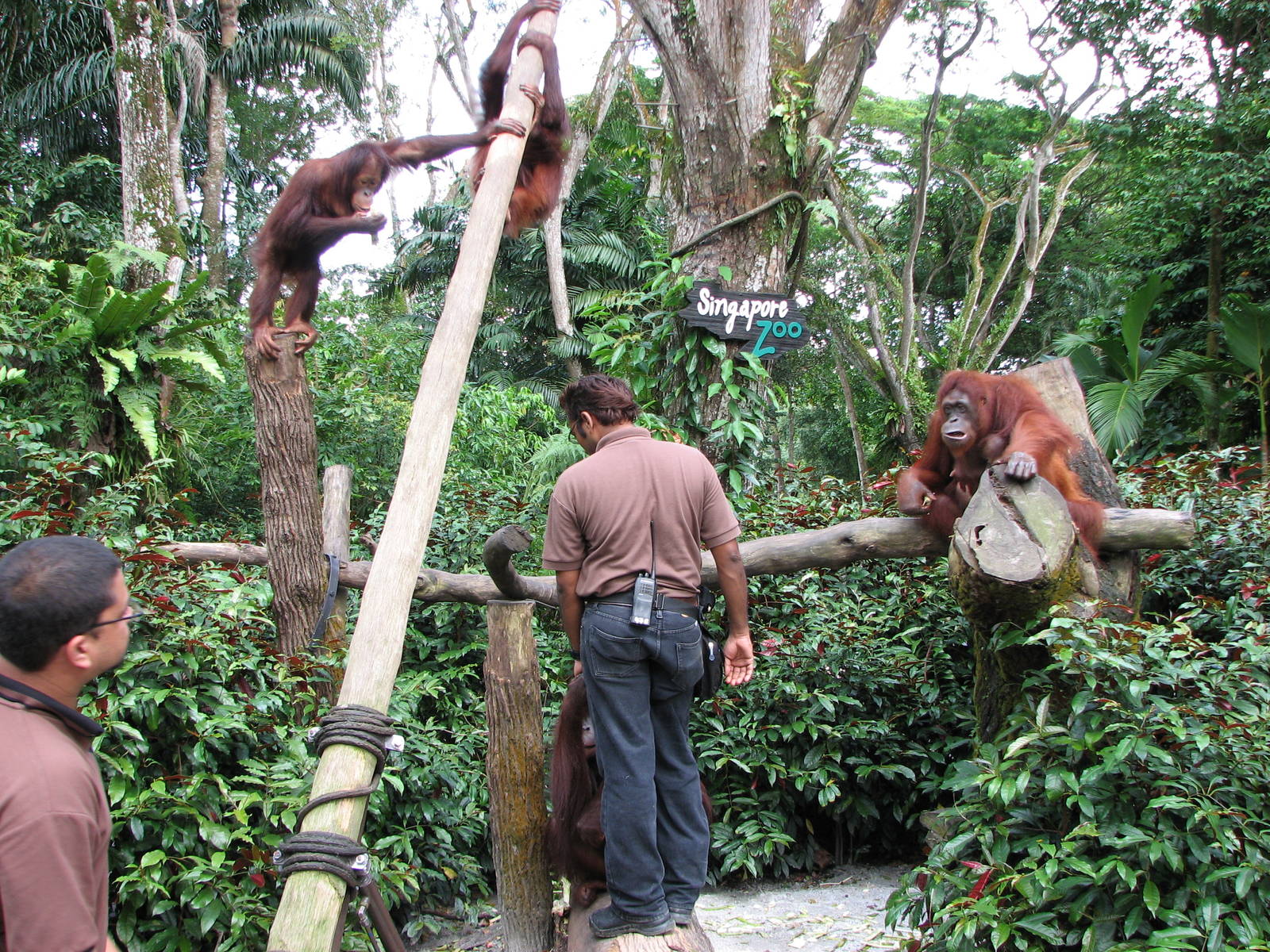 Singapore Zoo 2008 - Feeding of the calm and gorgeous Bornean Orangutan fem