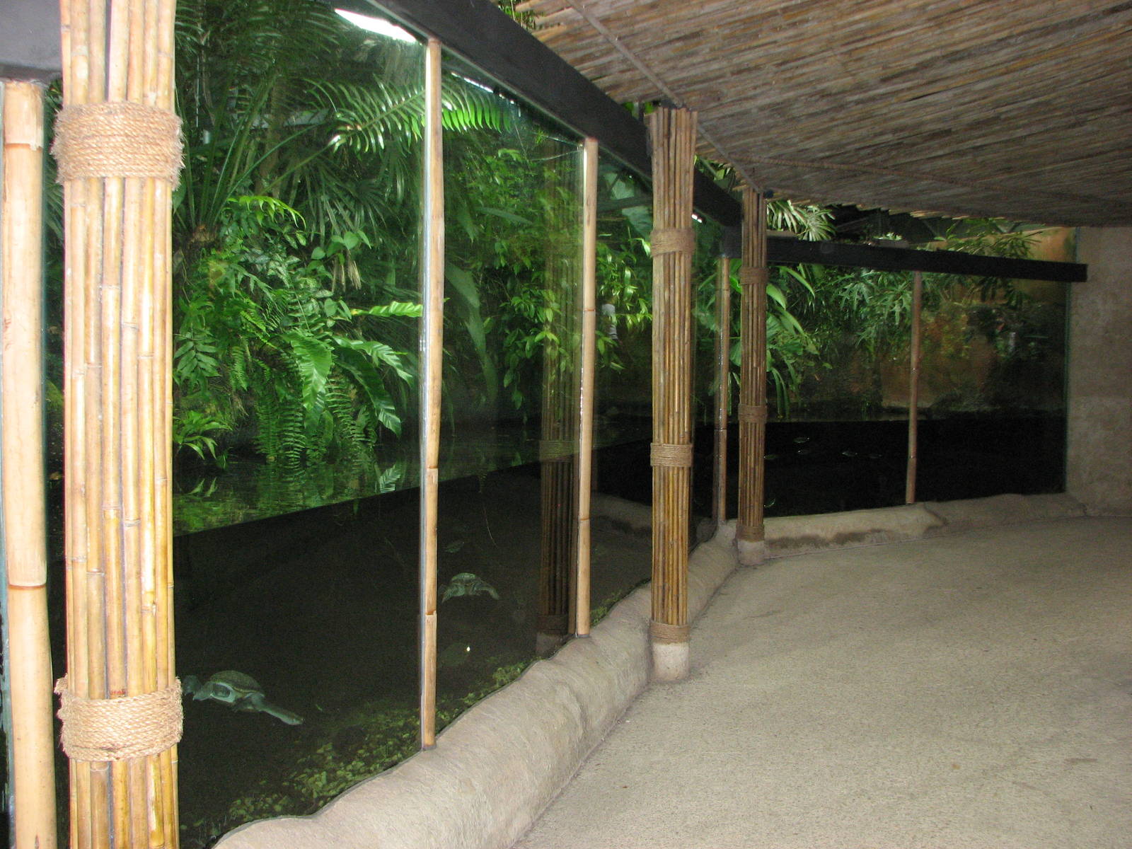 Singapore Zoo 2008 - Fish tank next to the Pigmy Hippopotamus exhibit