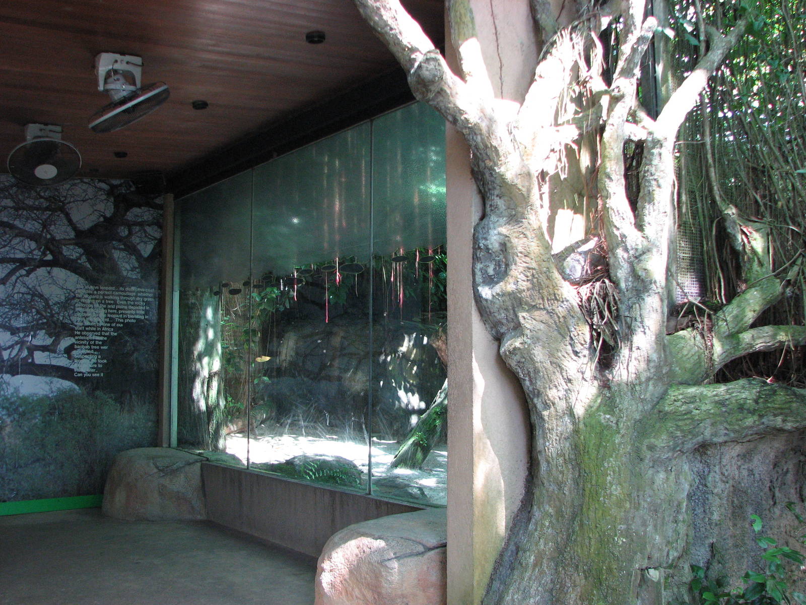 Singapore Zoo 2008 - Front of Sri Lankan Leopard