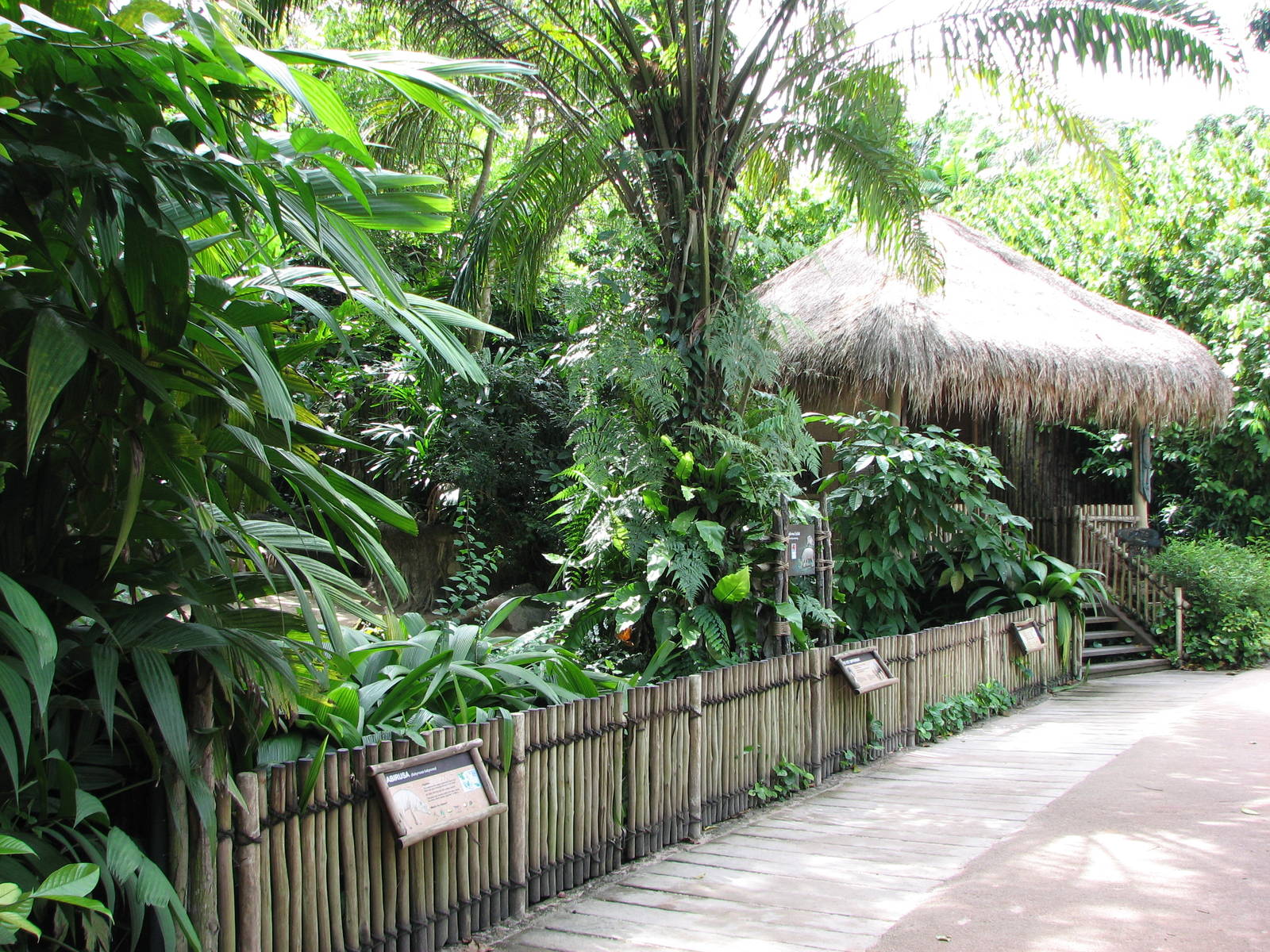 Singapore Zoo 2008 - Front of the Babirusa exhibit