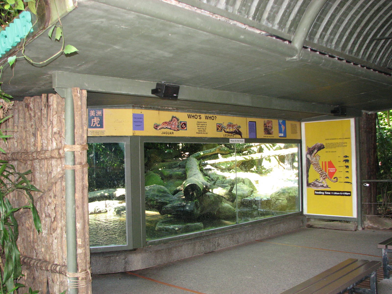 Singapore Zoo 2008 - Front of the Jaguar exhibit