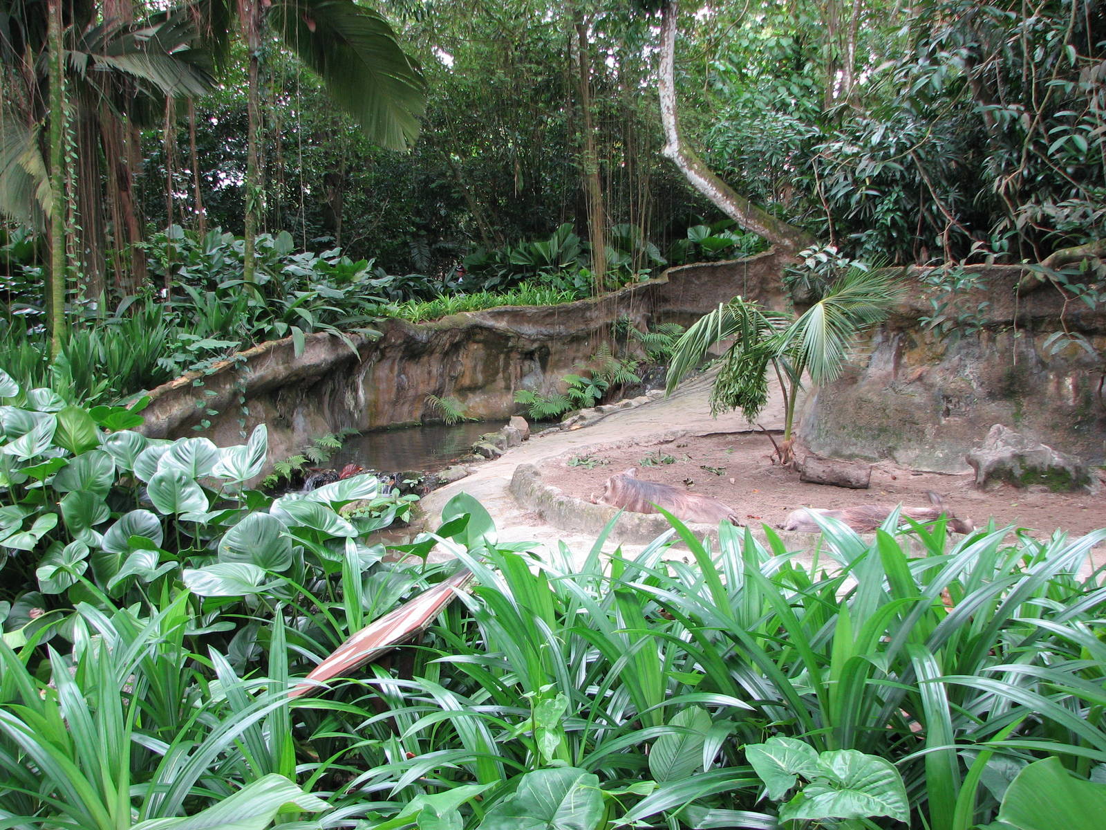 Singapore Zoo 2008 - Front of the Warthog exhibit