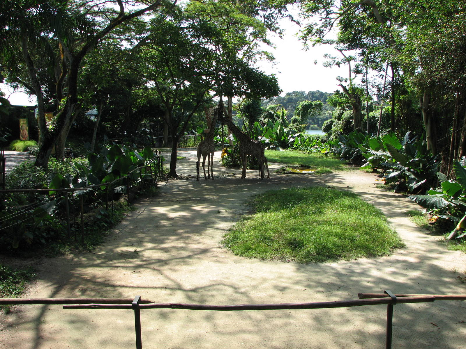 Singapore Zoo 2008 - Giraffe exhibit