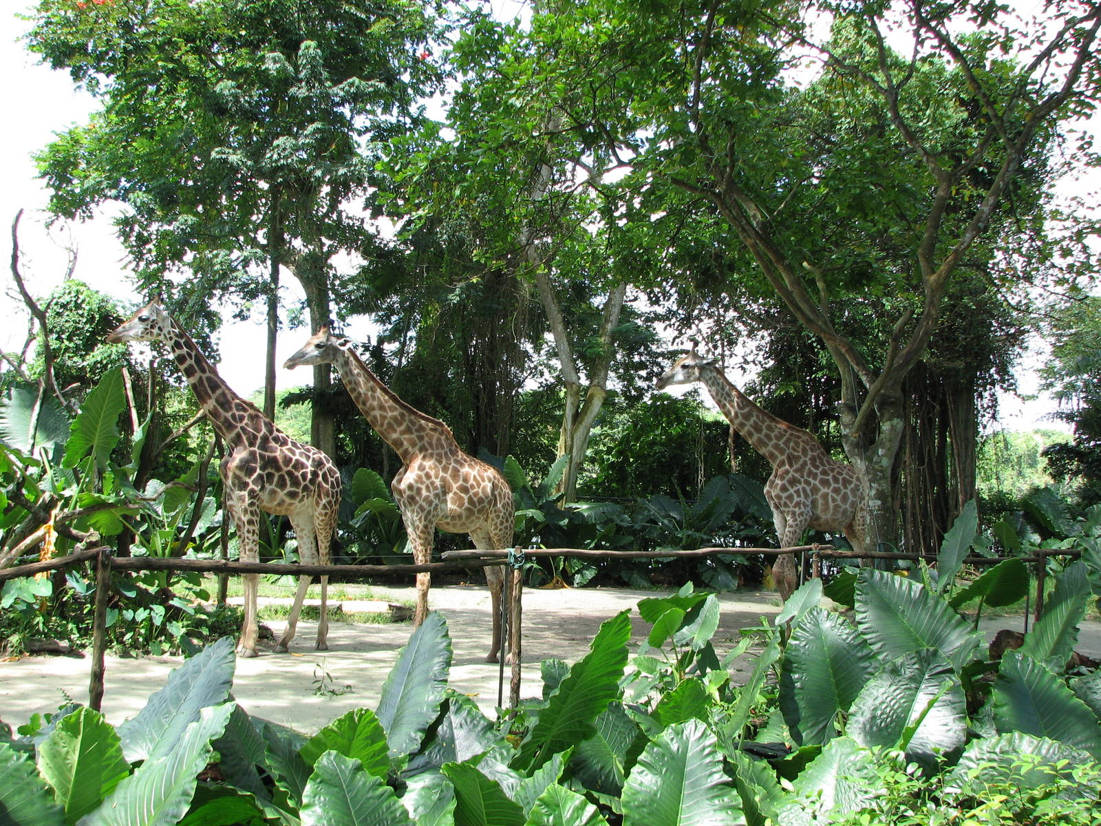 Singapore Zoo 2008 - Giraffe exhibit