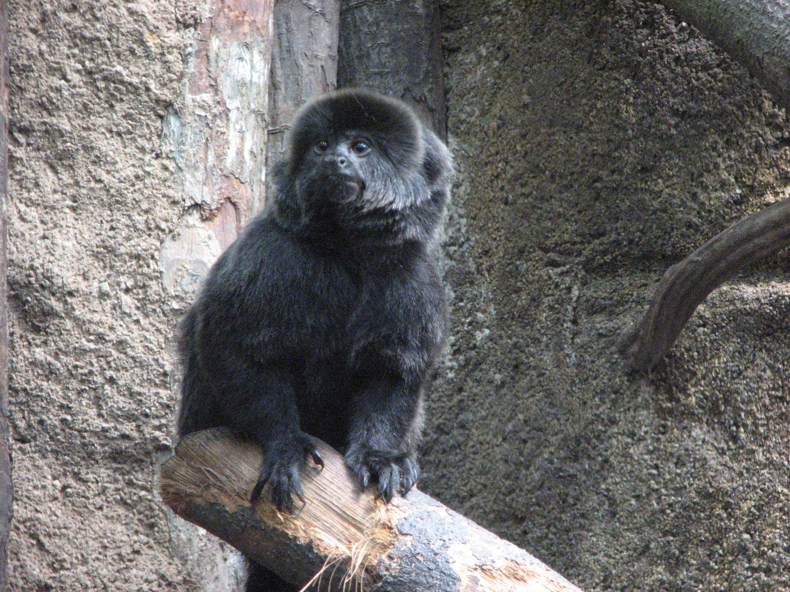 Singapore Zoo 2008 - Goeldis Monkey in the Critters Longhouse