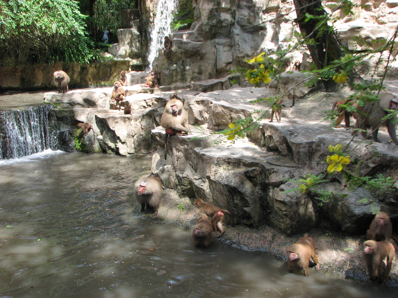 Singapore Zoo 2008 - Hamadryas Baboons await their feeding in the Great Rif