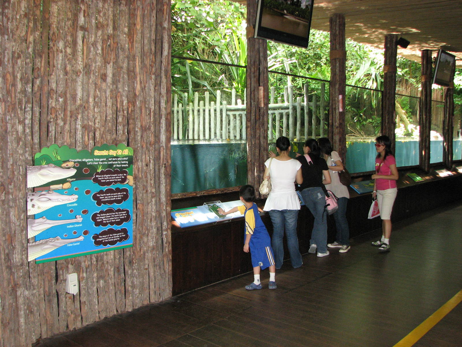 Singapore Zoo 2008 - Indo-Pacific Estuarine Crocodile exhibit in the Bornea